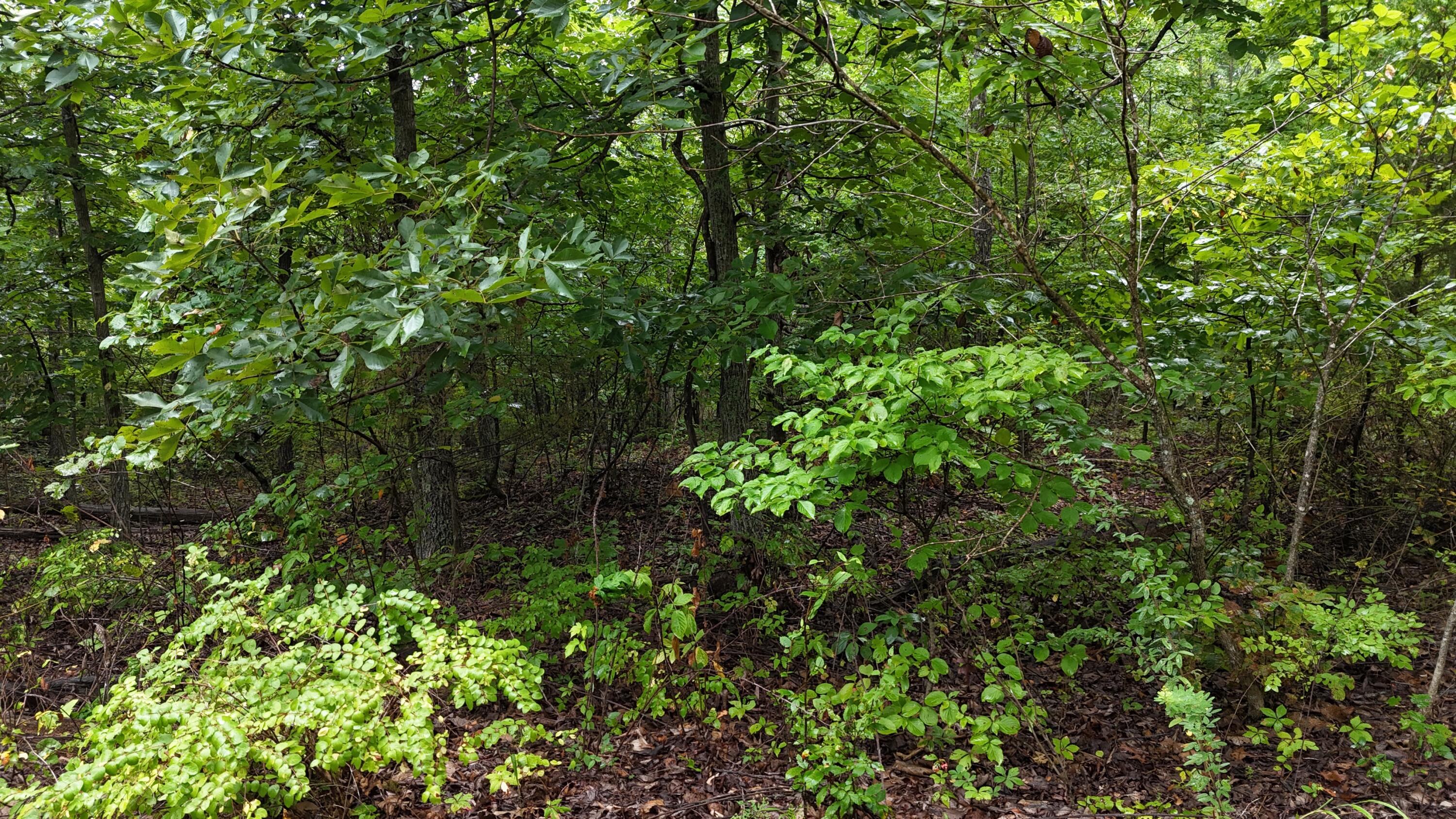 0000 County Road Jj-416 Property Photo 23
