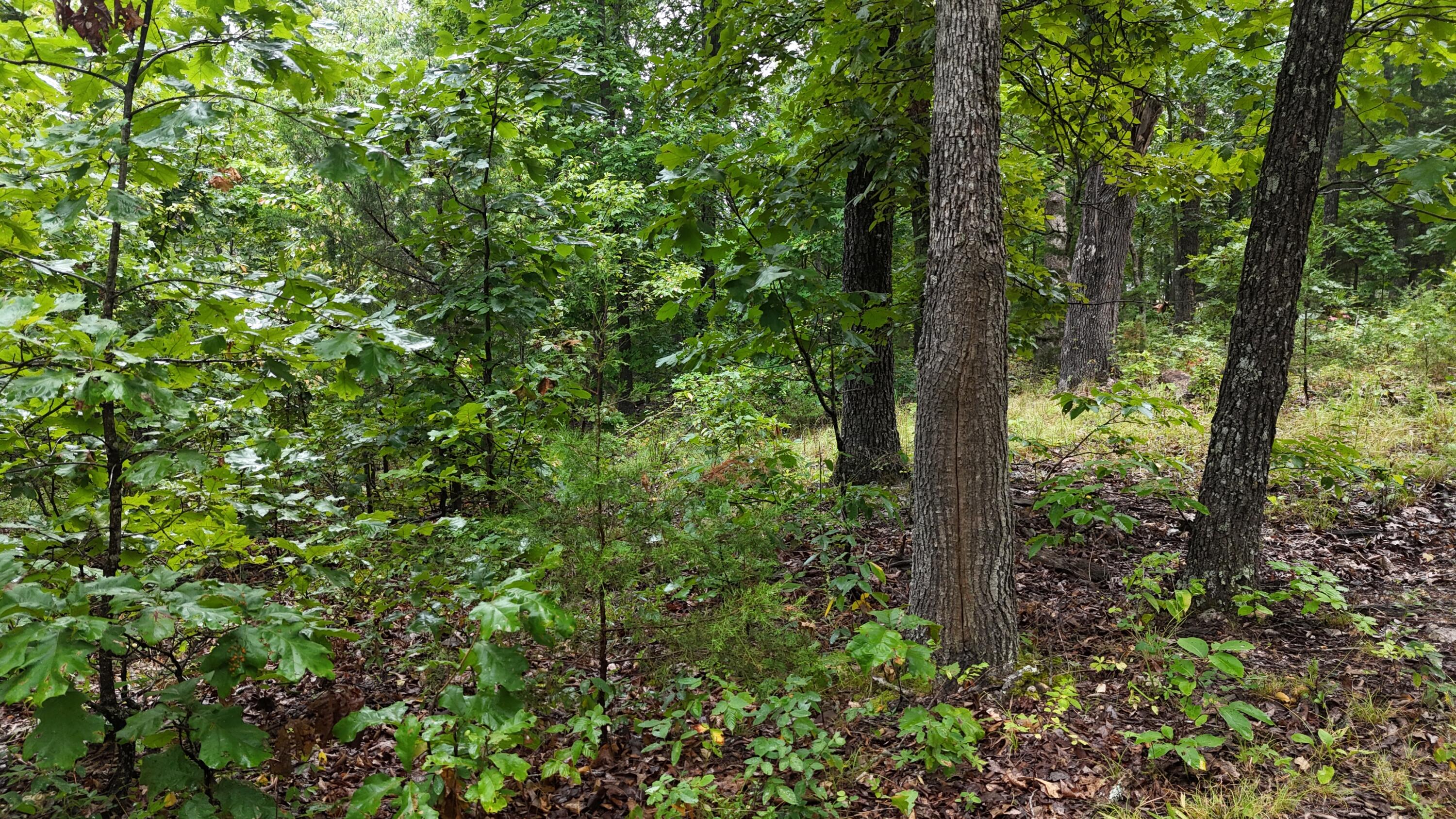 0000 County Road Jj-416 Property Photo 25