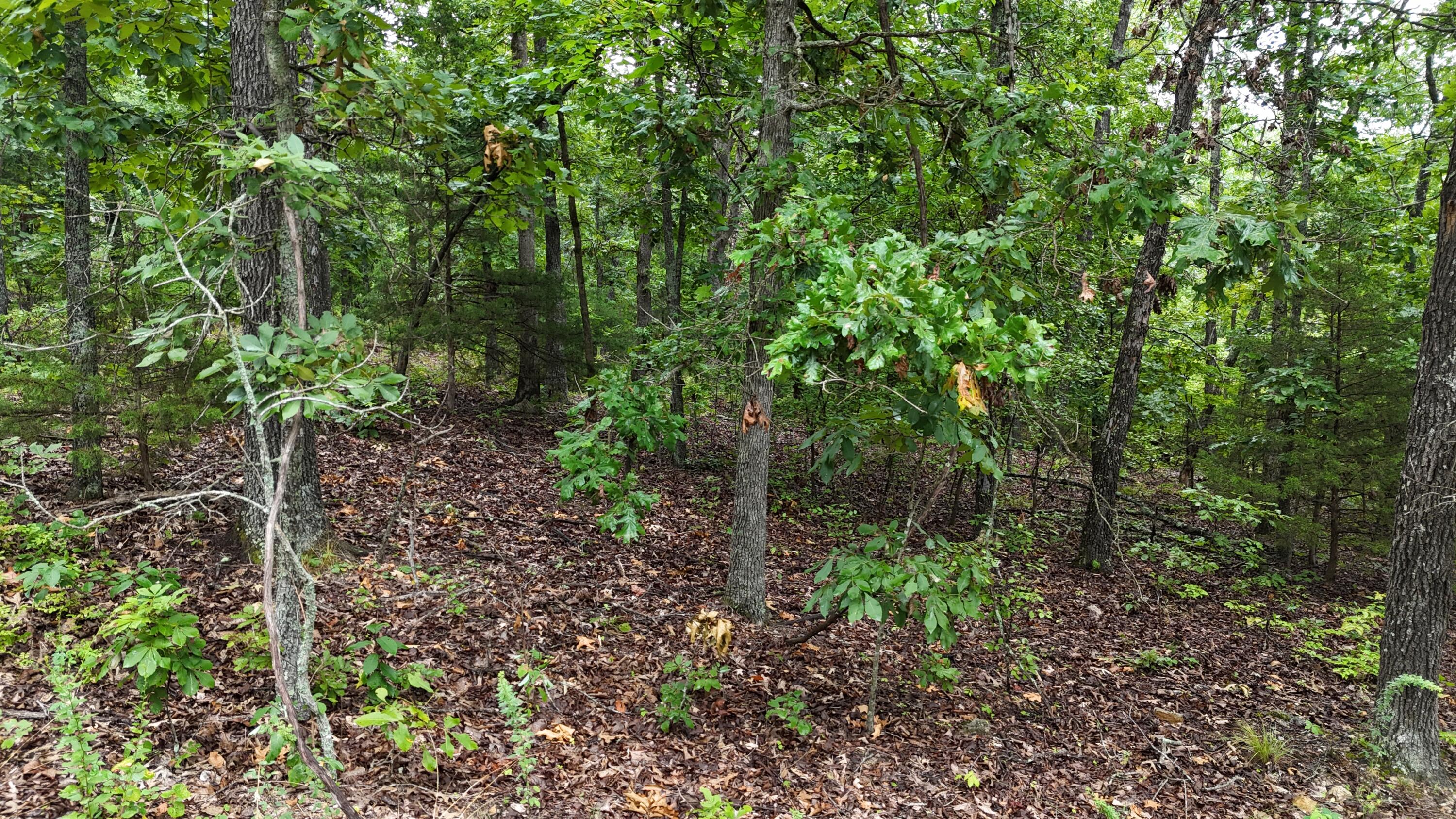 0000 County Road Jj-416 Property Photo 31