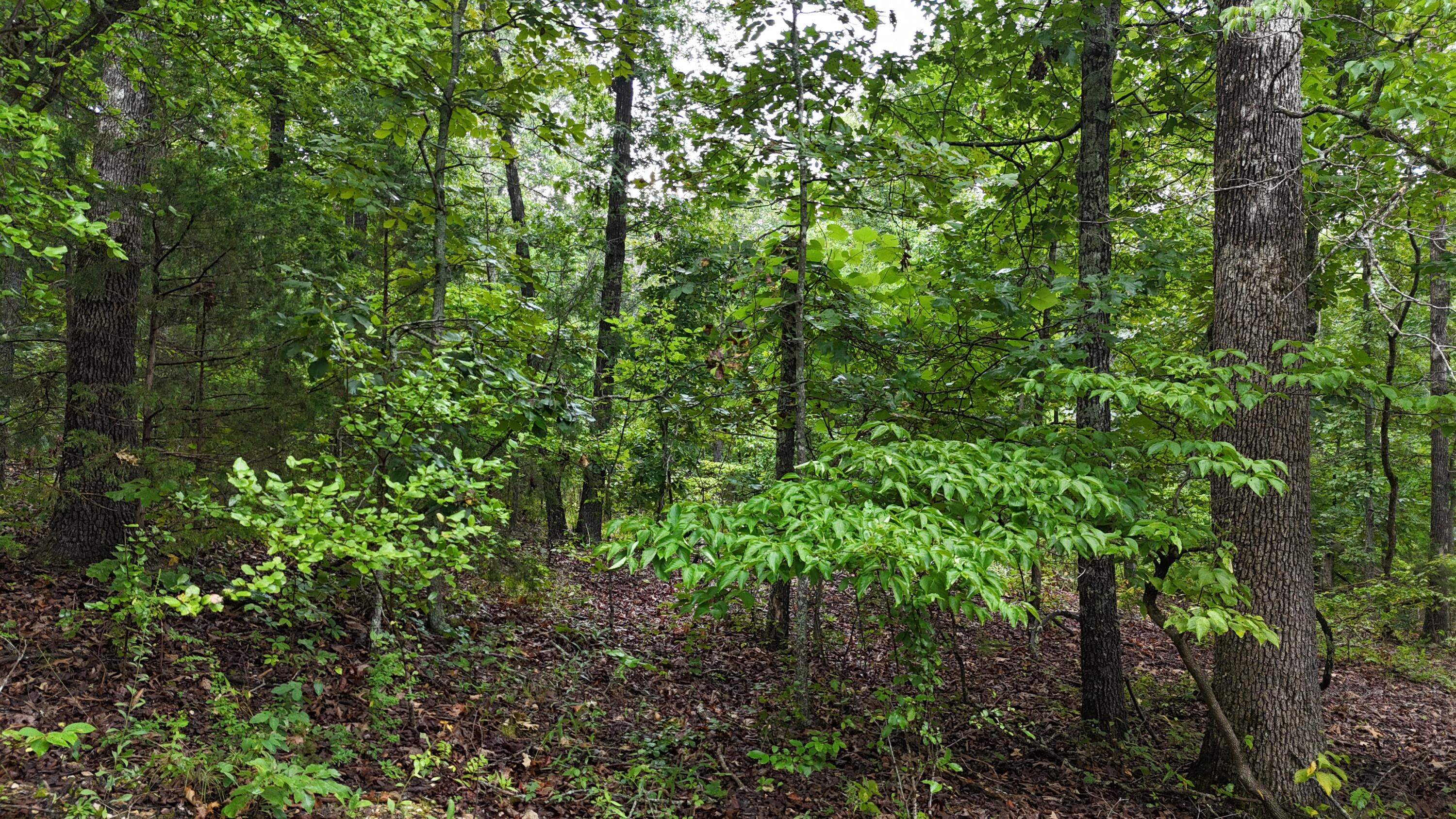 0000 County Road Jj-416 Property Photo 32