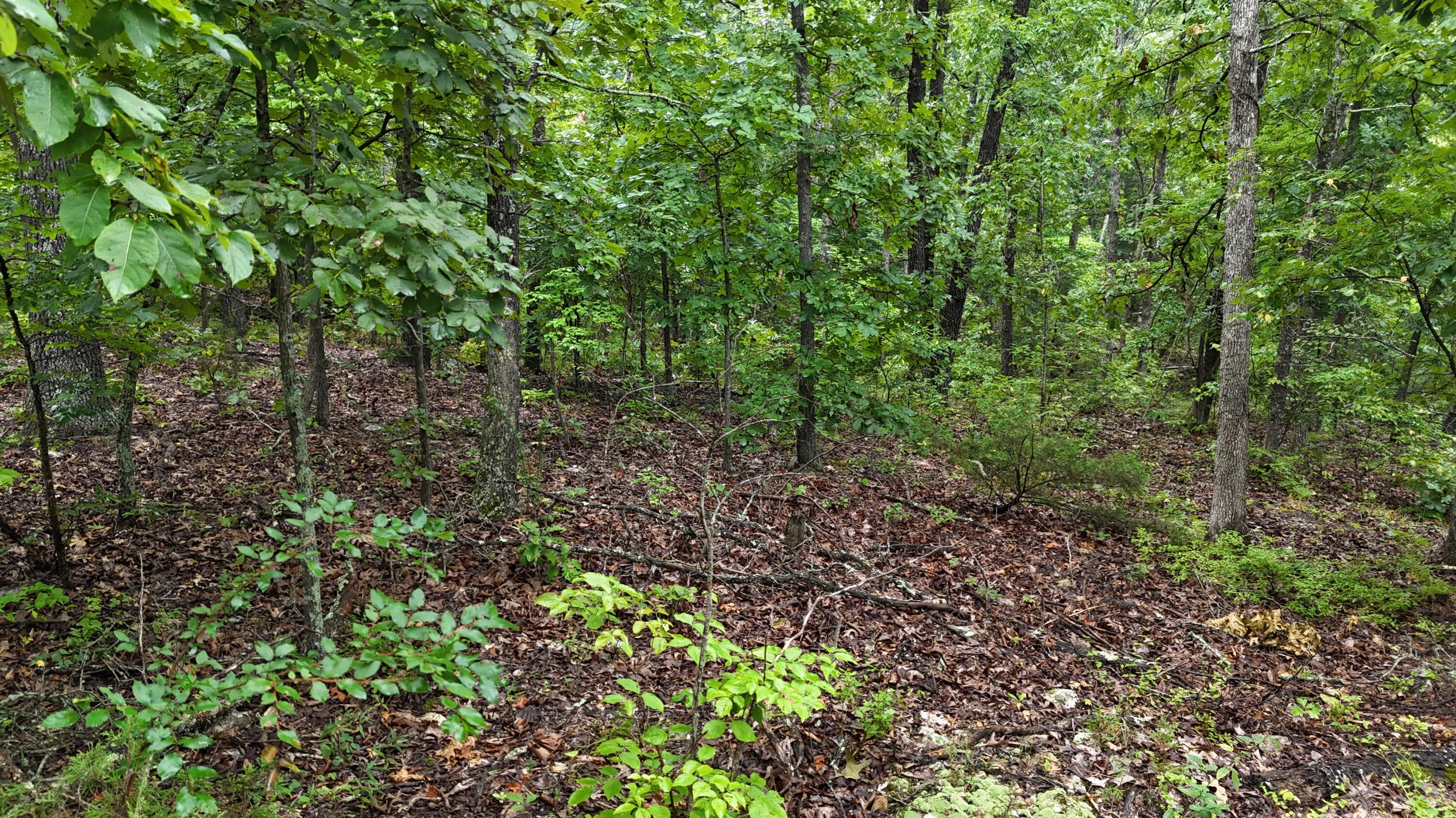 0000 County Road Jj-416 Property Photo 33