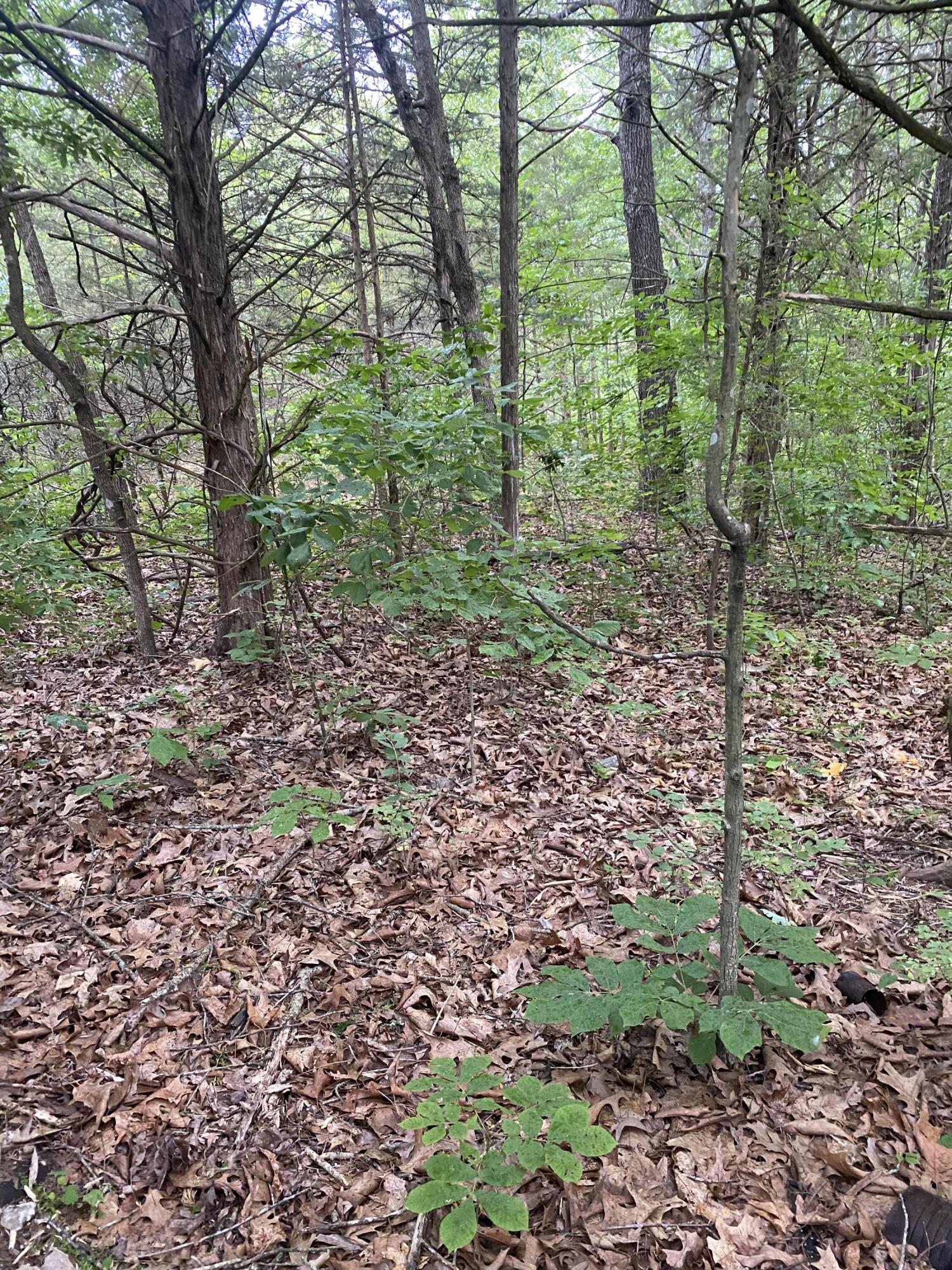 Lot 65 Gumbo Woods Property Photo 3