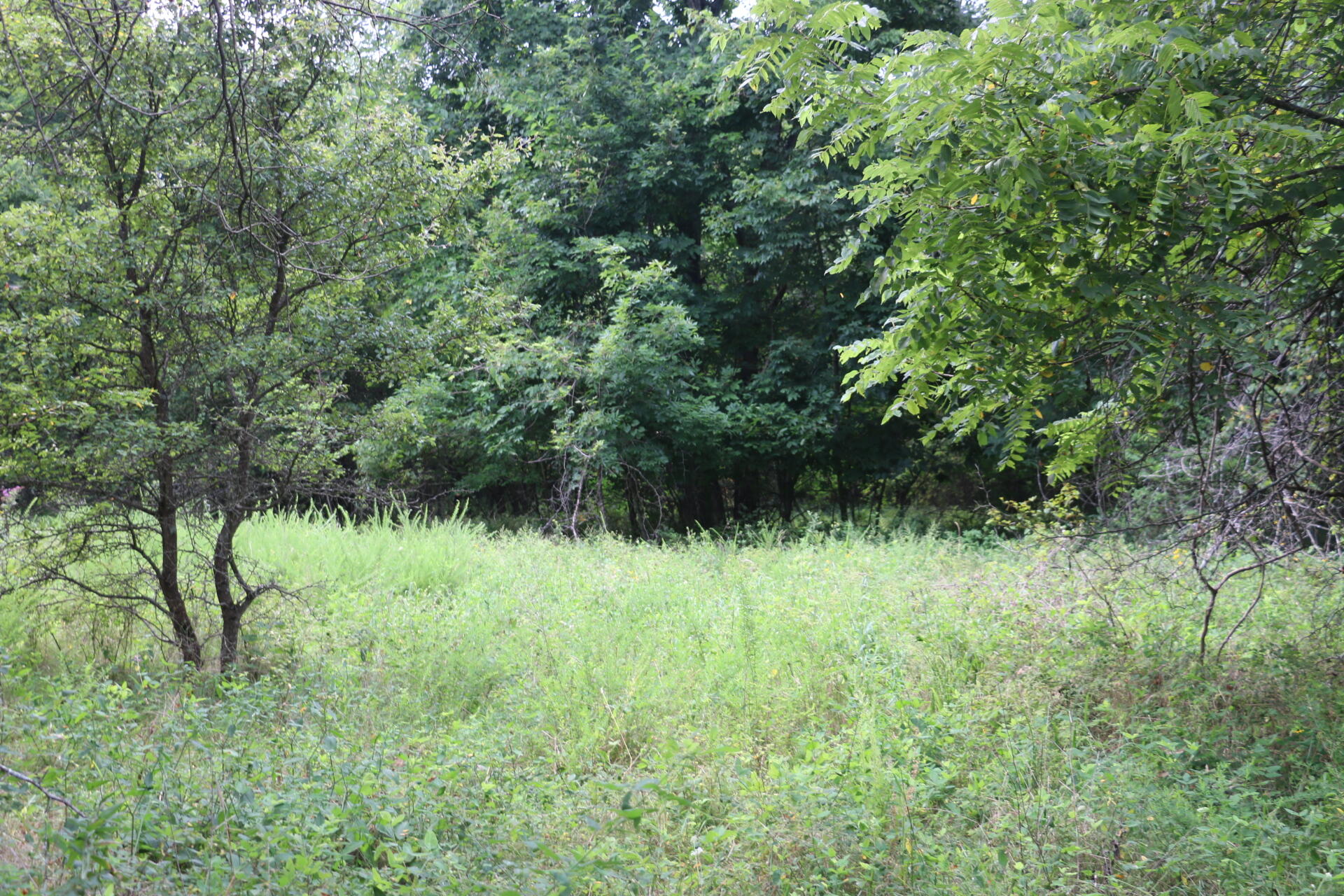 Tract 3 North Farm Road 53 Property Photo 18