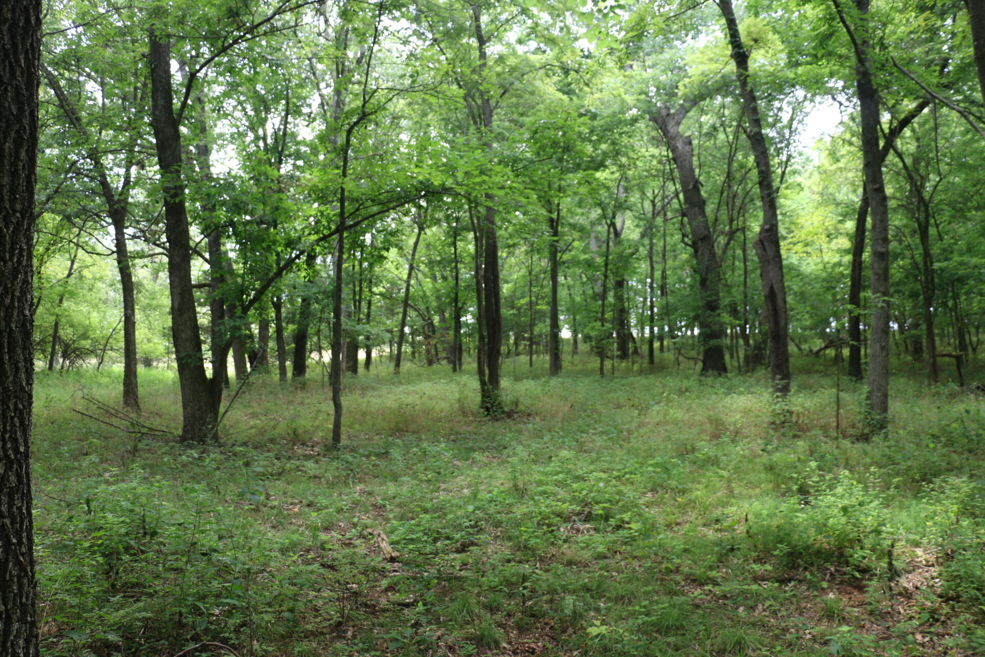 Tract 3 North Farm Road 53 Property Photo 20