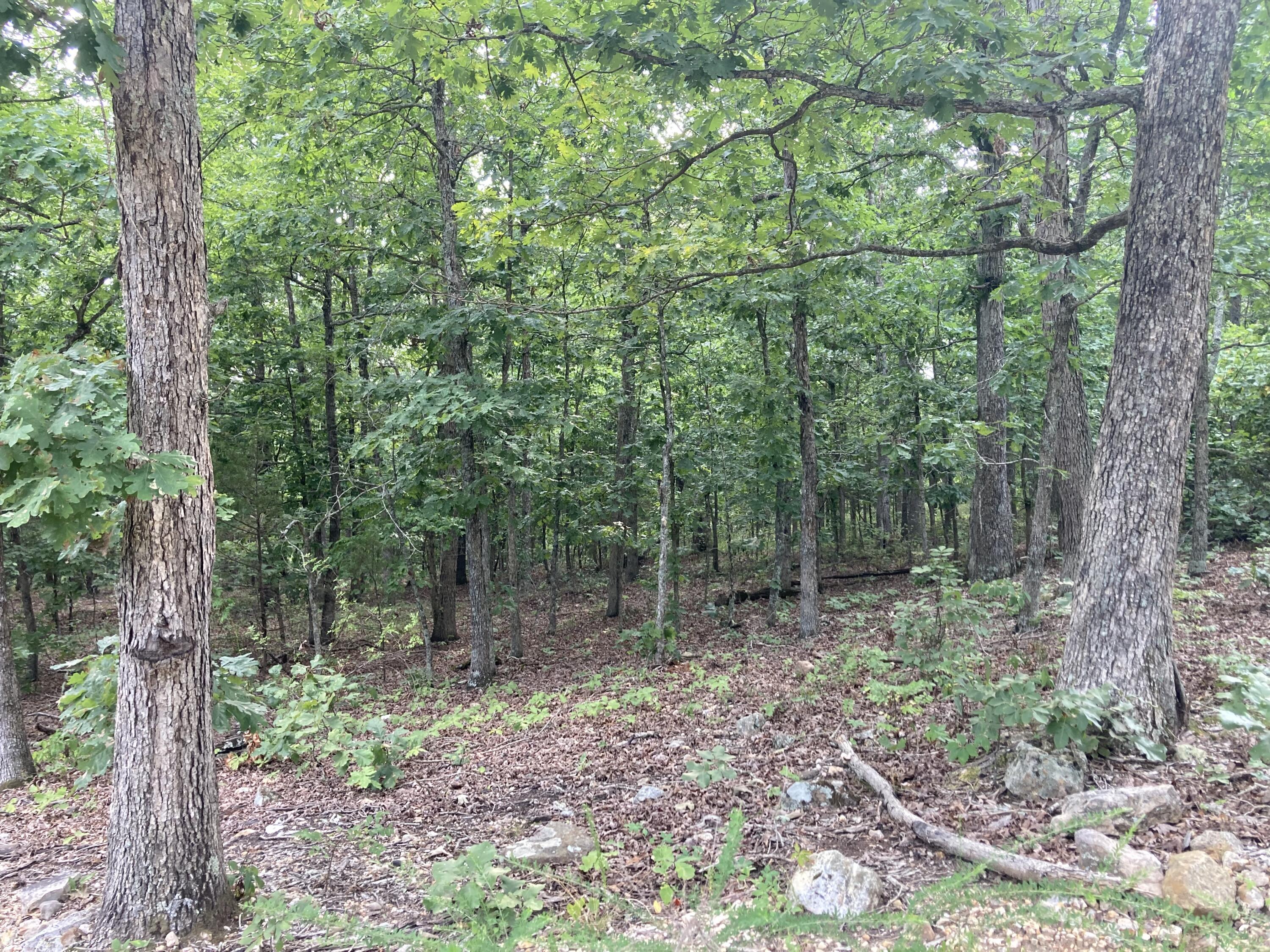 17530 Highway Y Lot M Property Photo 4