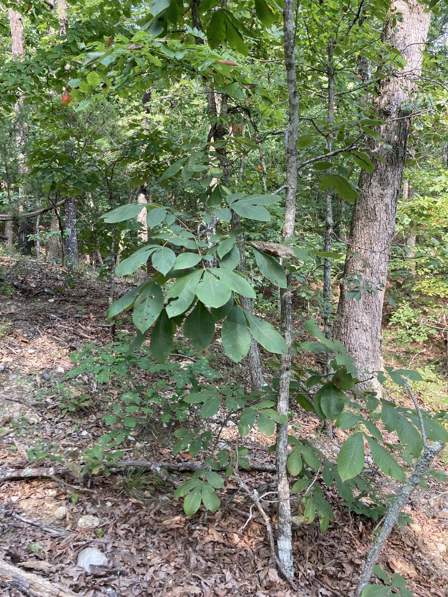 17530 Highway Y Lot M Property Photo 10