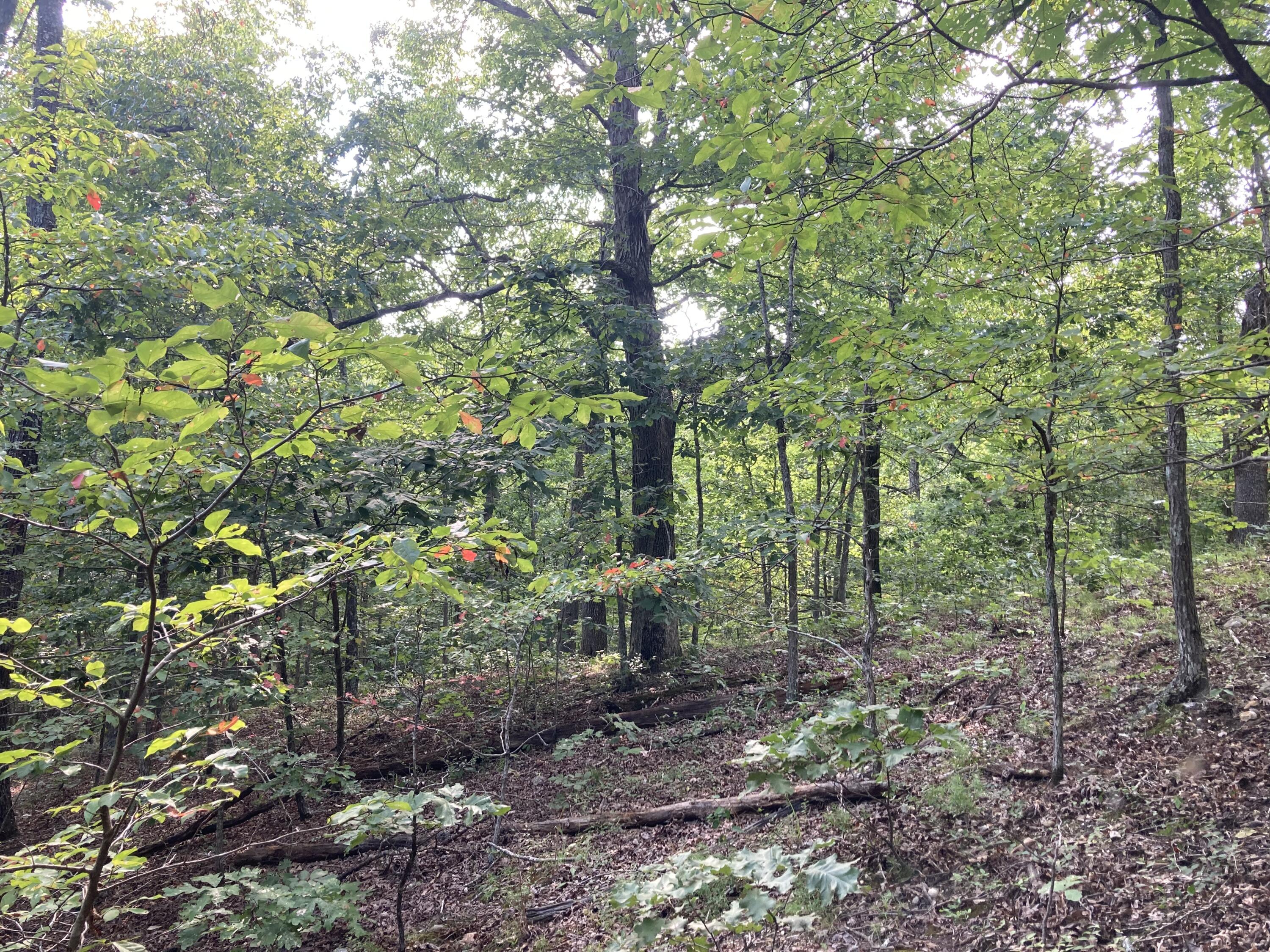 17530 Highway Y Lot M Property Photo 14