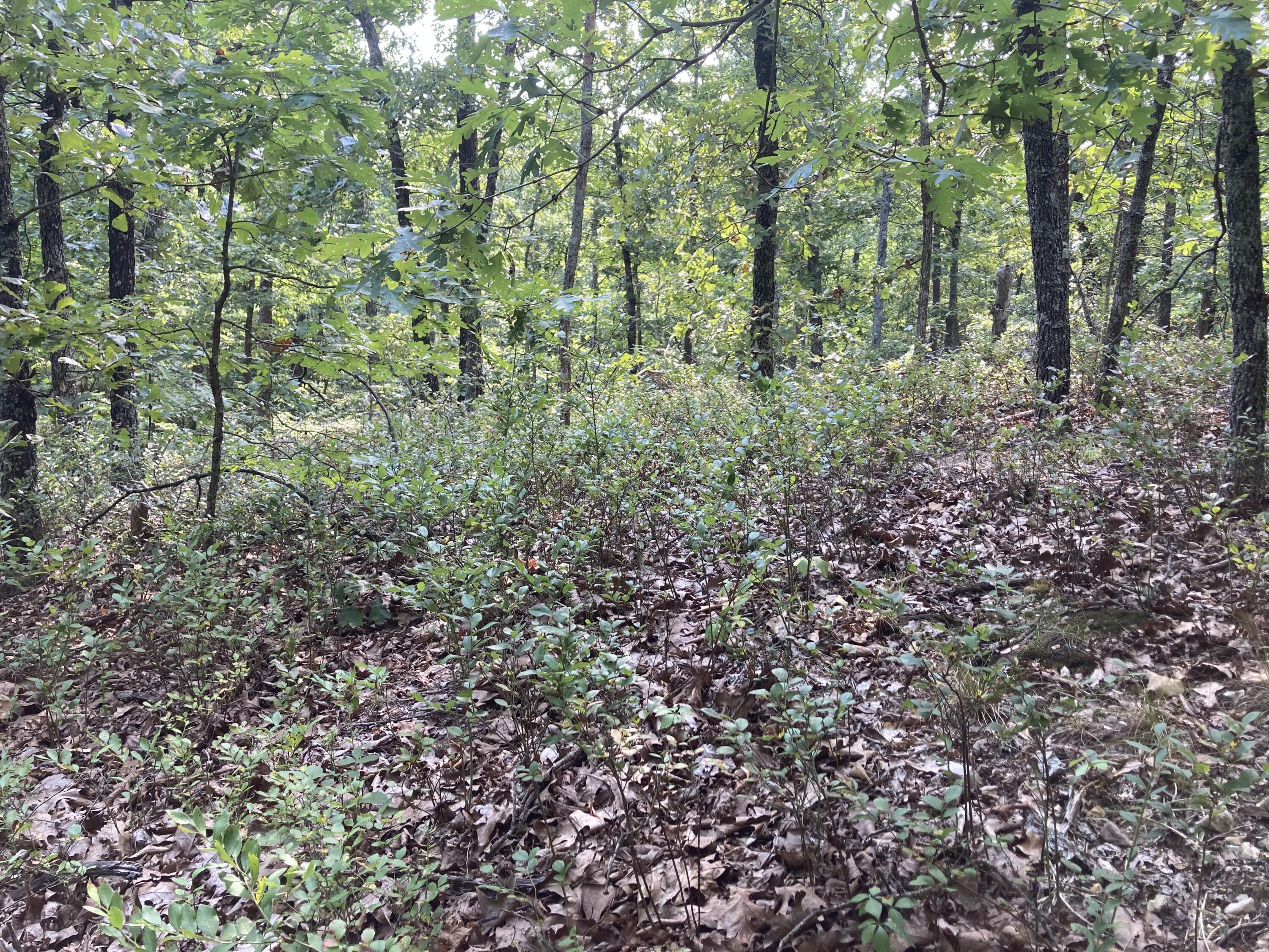 17530 Highway Y Lot M Property Photo 17