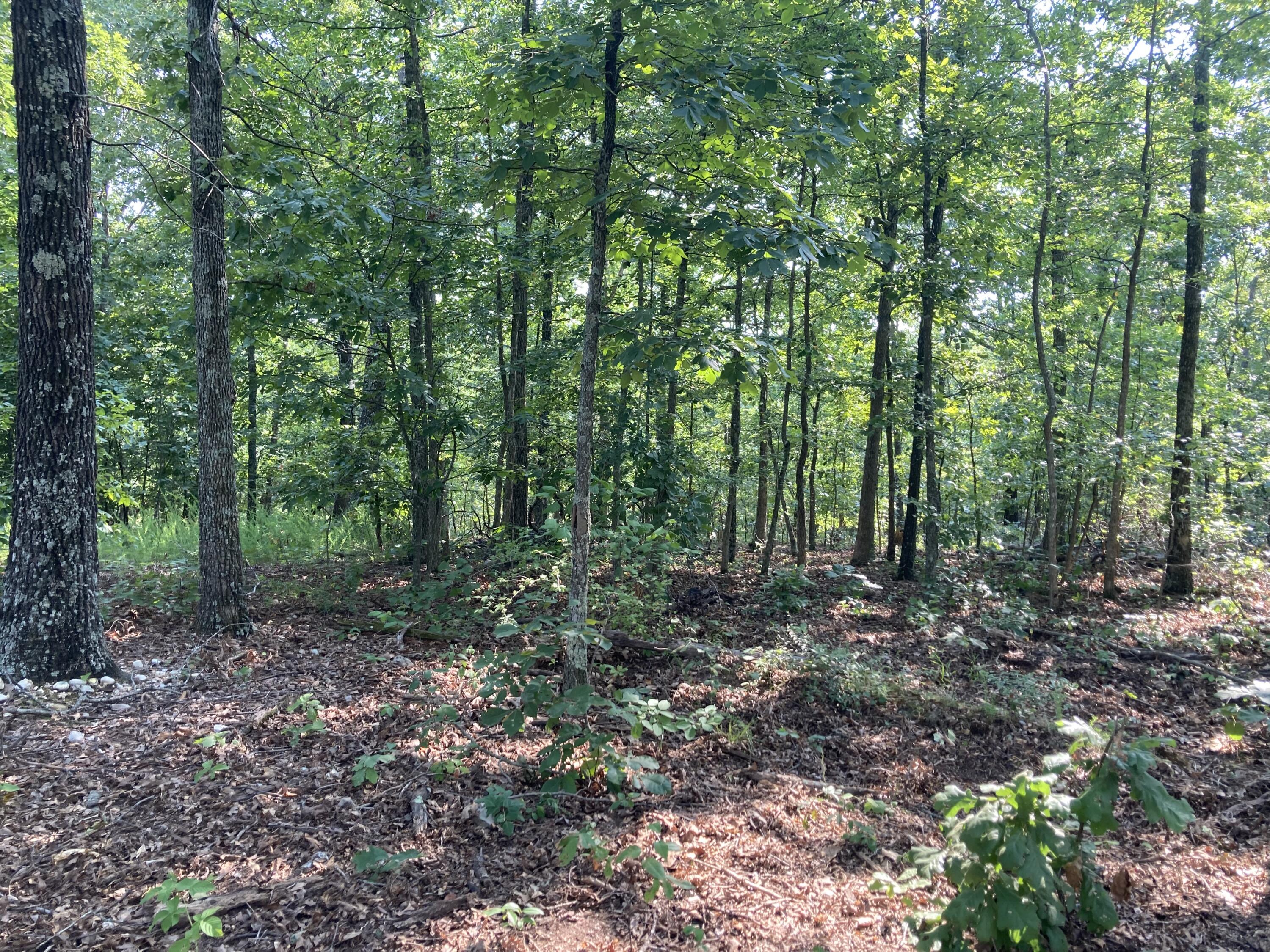 17530 Highway Y Lot M Property Photo 19