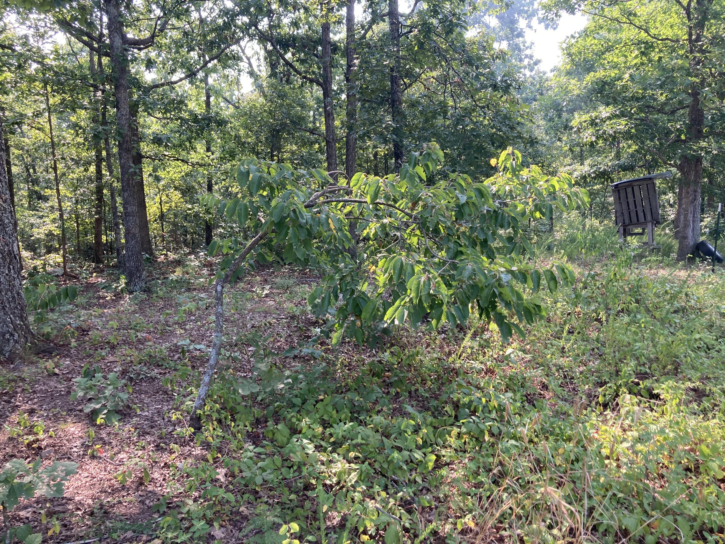 17530 Highway Y Lot M Property Photo 20