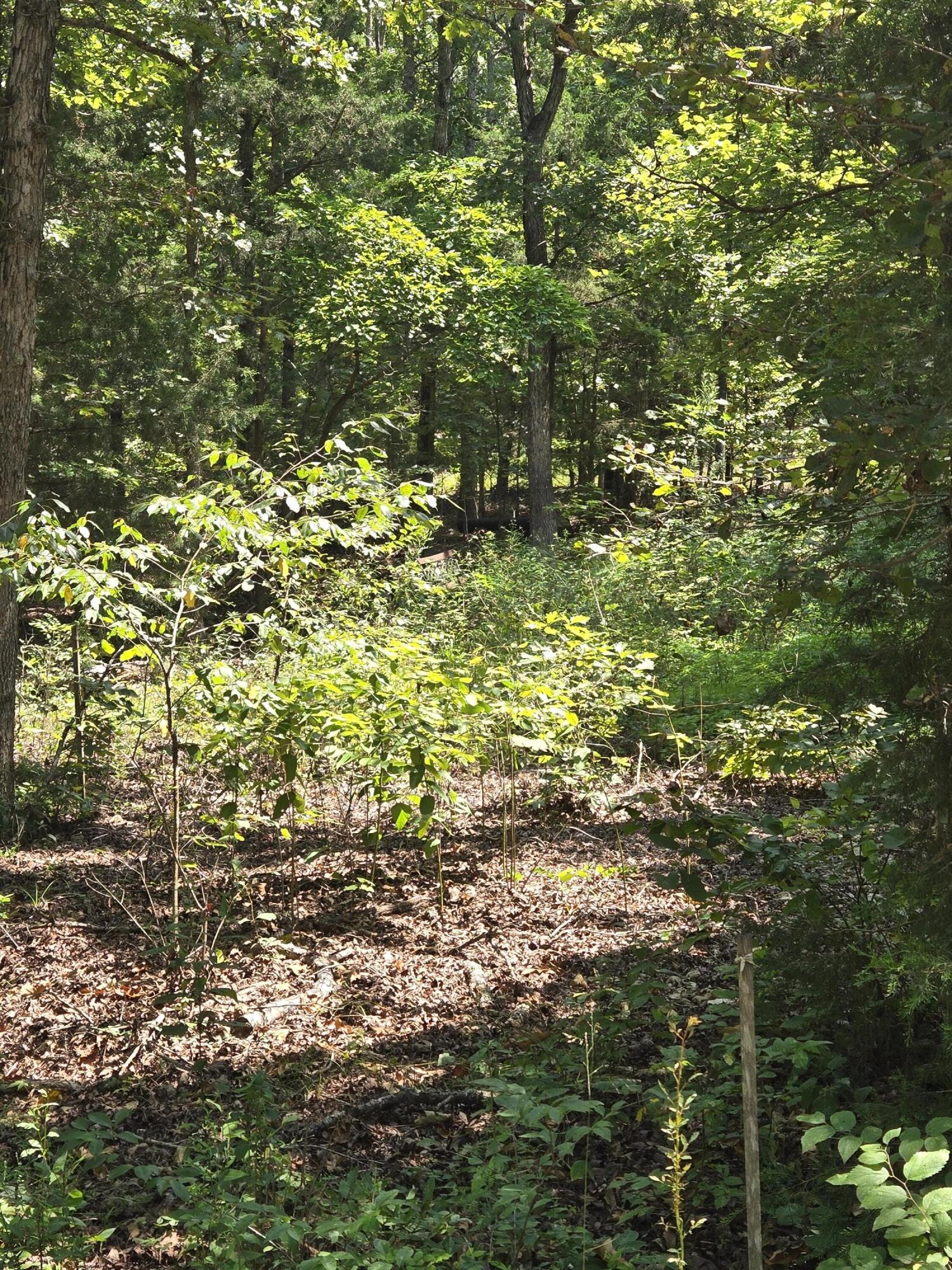 0001 County Road 421 Property Photo 4