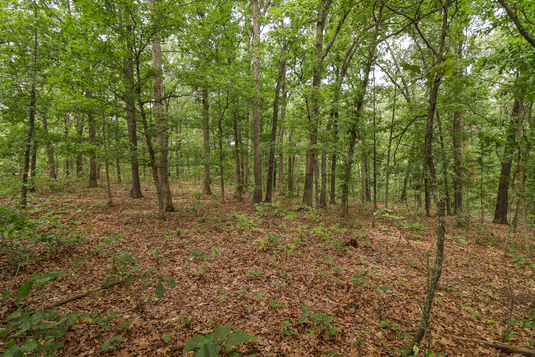 000 Sappington Lane Property Photo 8