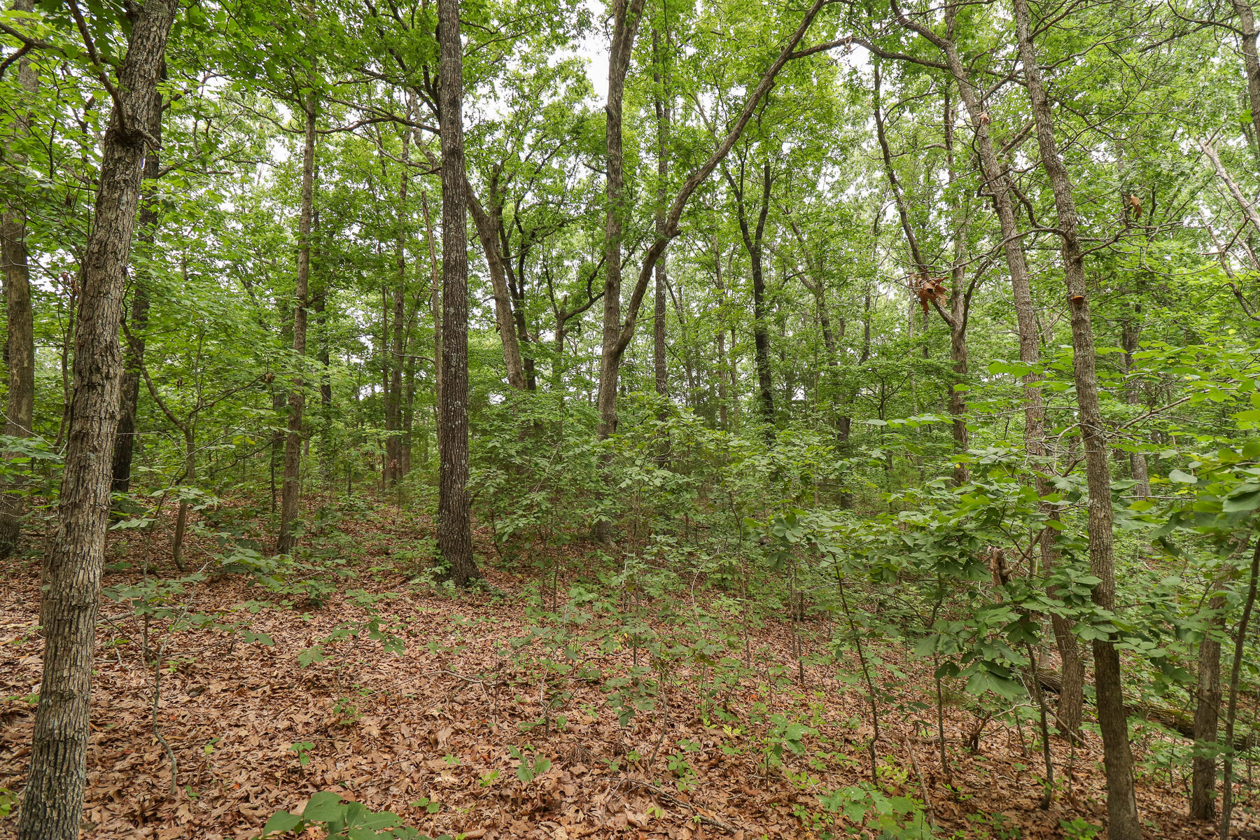 000 Sappington Lane Property Photo 9