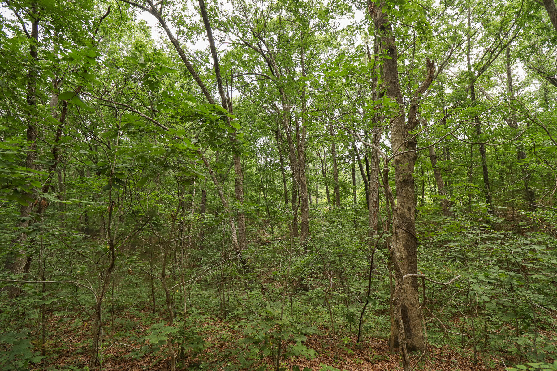 000 Sappington Lane Property Photo 11