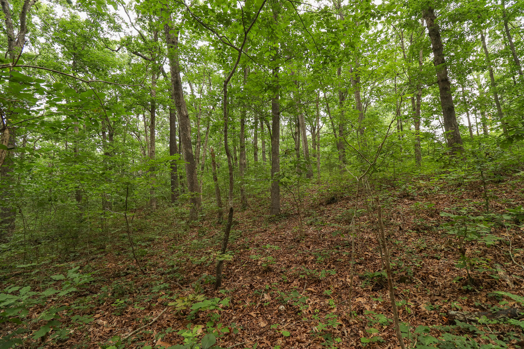 000 Sappington Lane Property Photo 12