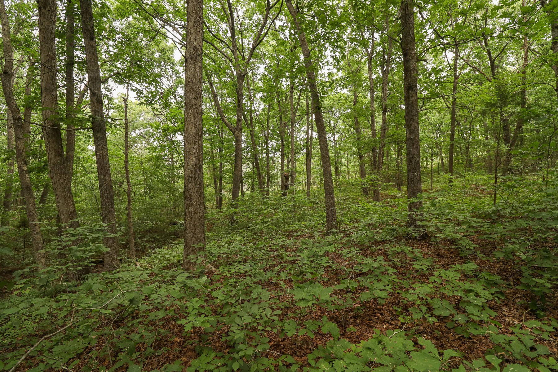 000 Sappington Lane Property Photo 14
