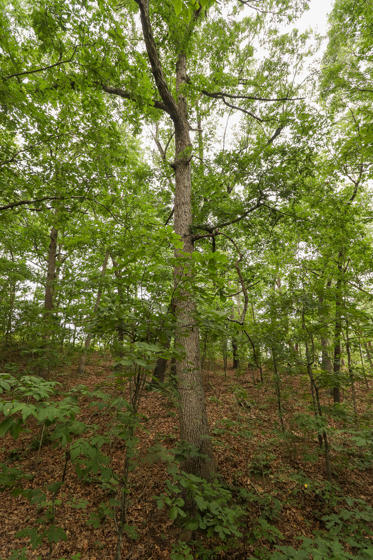 000 Sappington Lane Property Photo 15