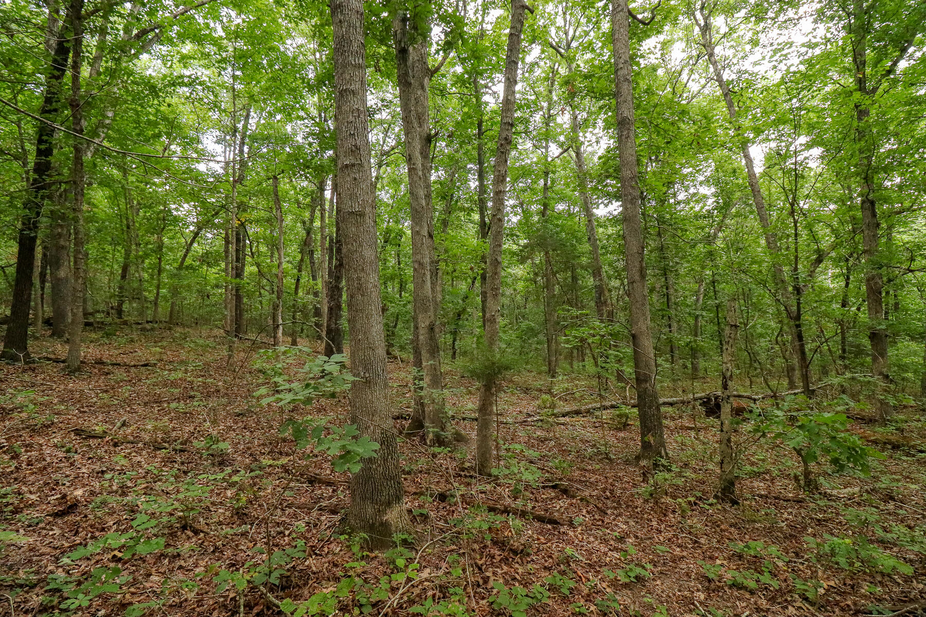 000 County Road 1220 Property Photo 46
