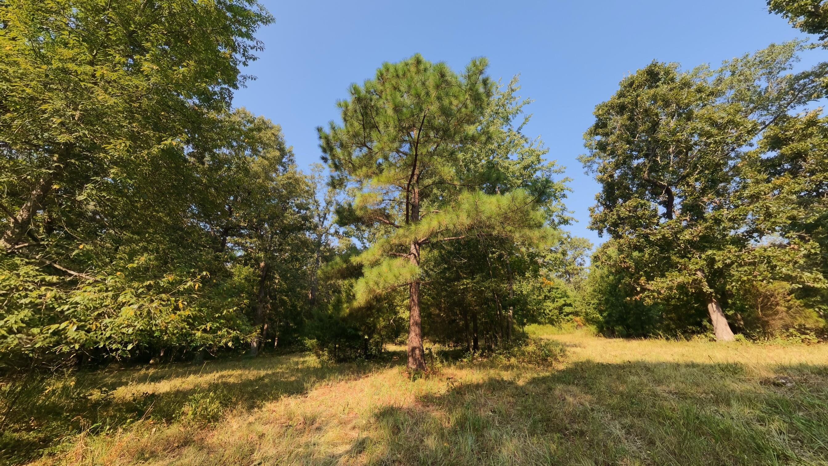 000 Highway 62/412 Property Photo 22