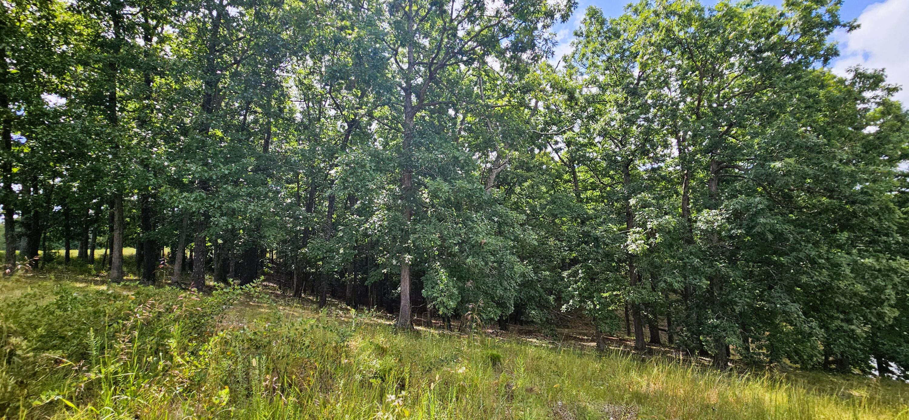 2378 State Highway Ab Property Photo 63