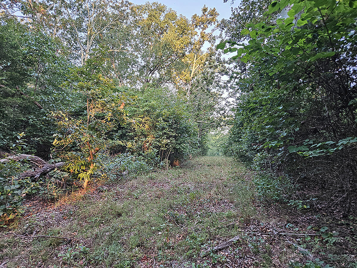 0 County Road 235 Property Photo 25