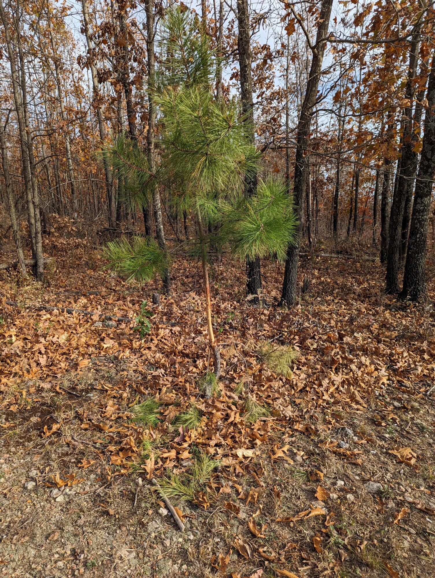 36 Sandlewood Trail Property Photo 32