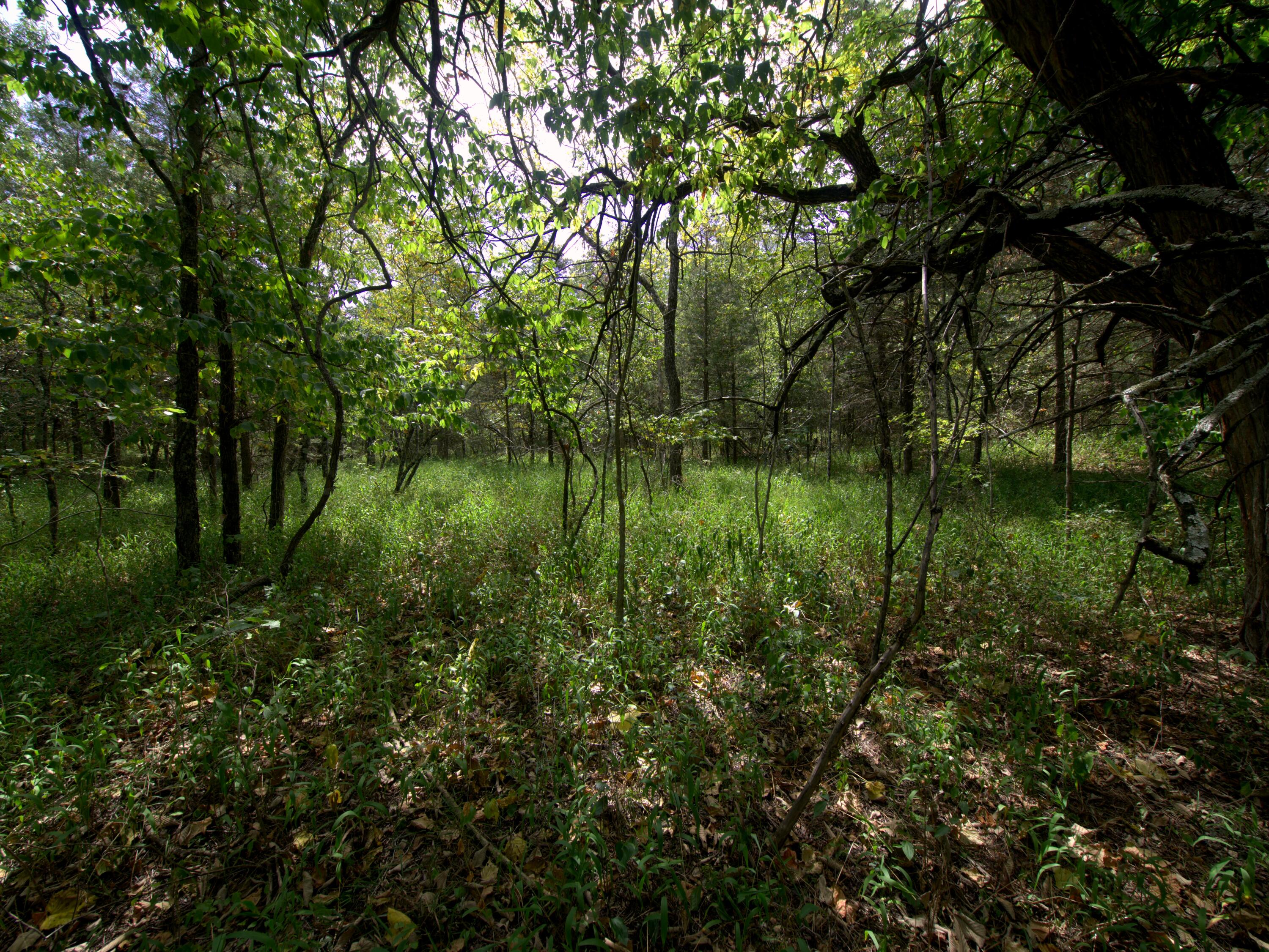 Tract 4 Simpson Rd Property Photo 1
