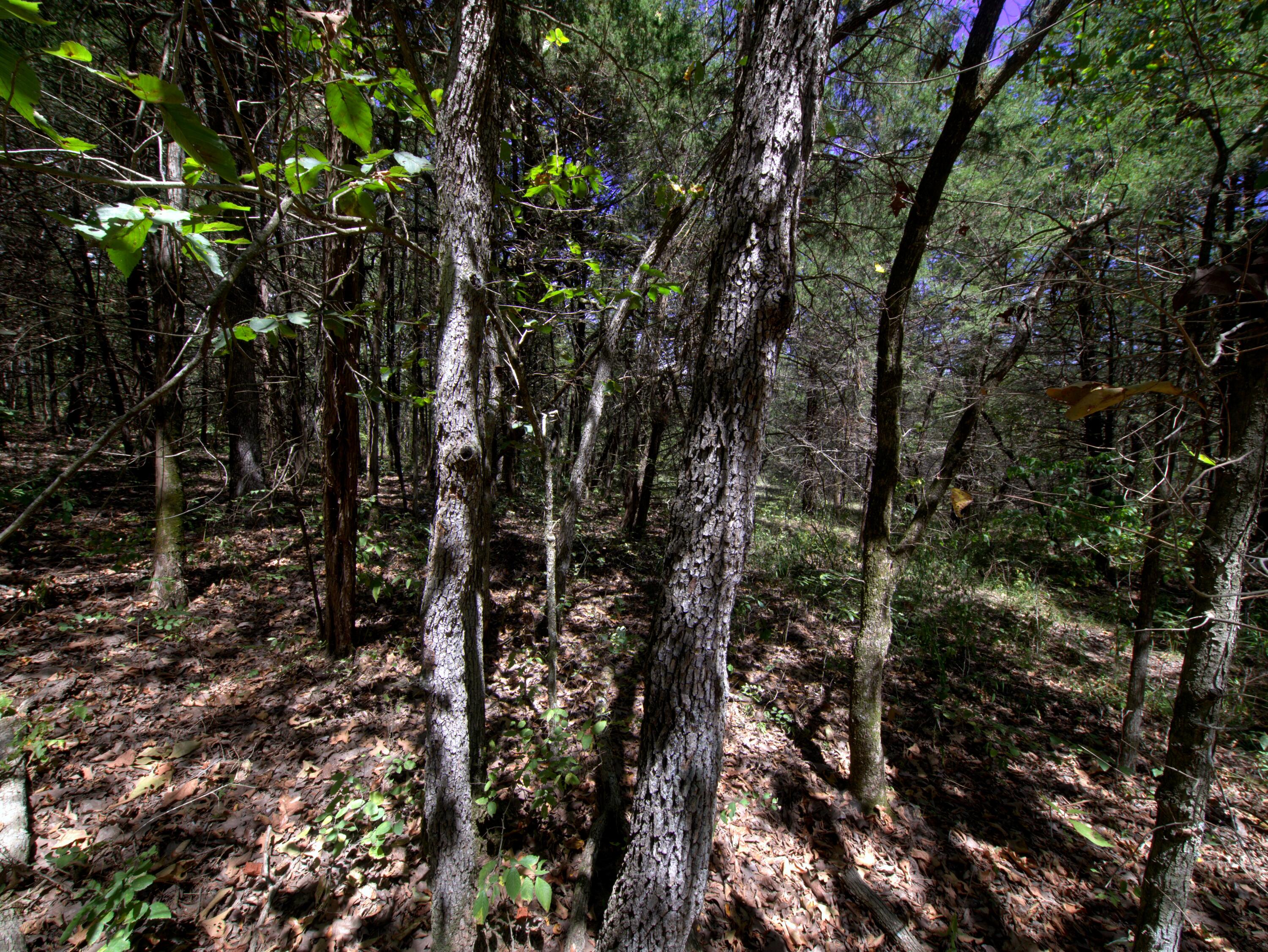 Tract 3&4 Simpson Rd Property Photo 4