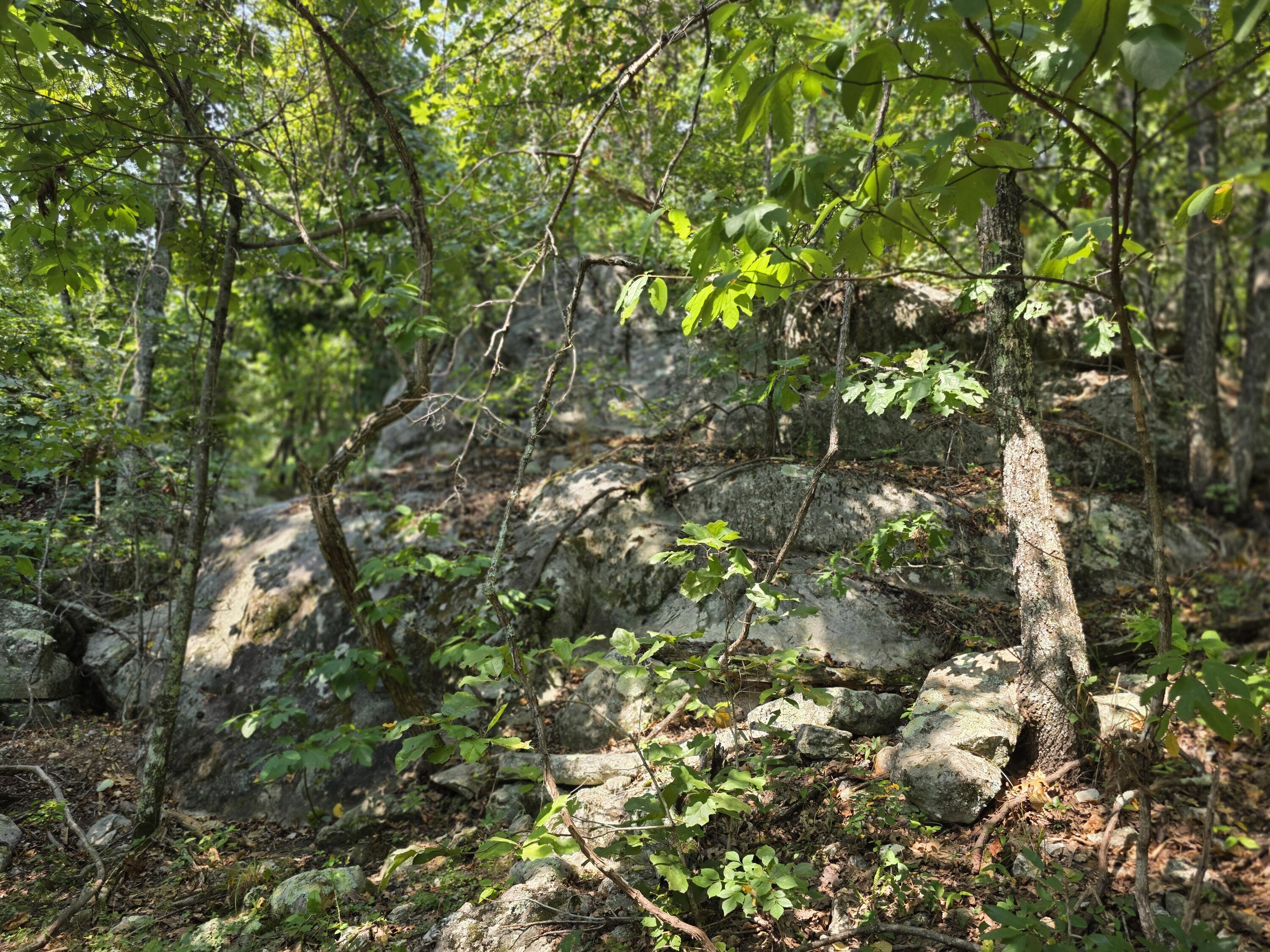 11597 Huckleberry Drive Property Photo 73