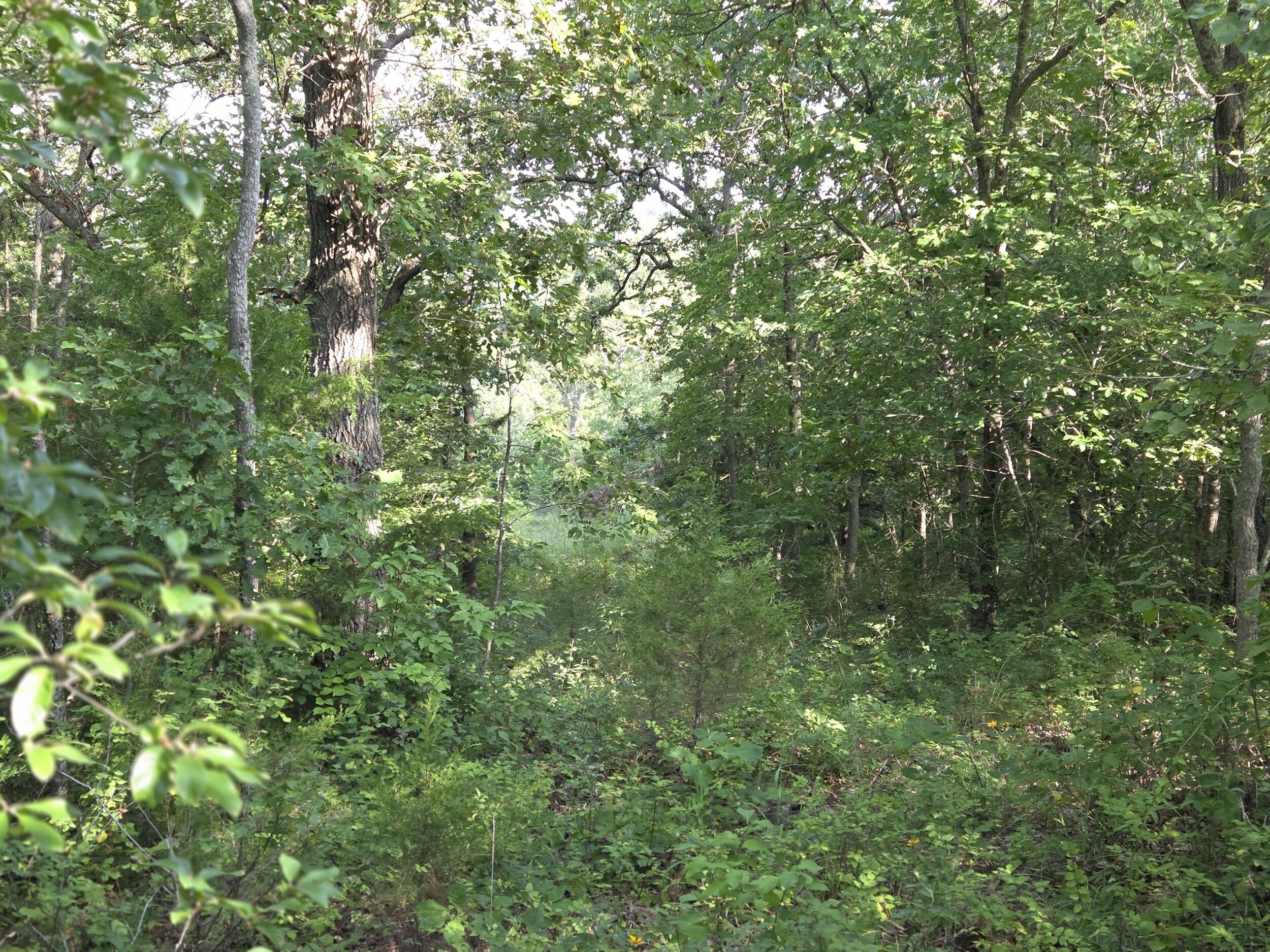 000 Sandy Road Property Photo 6