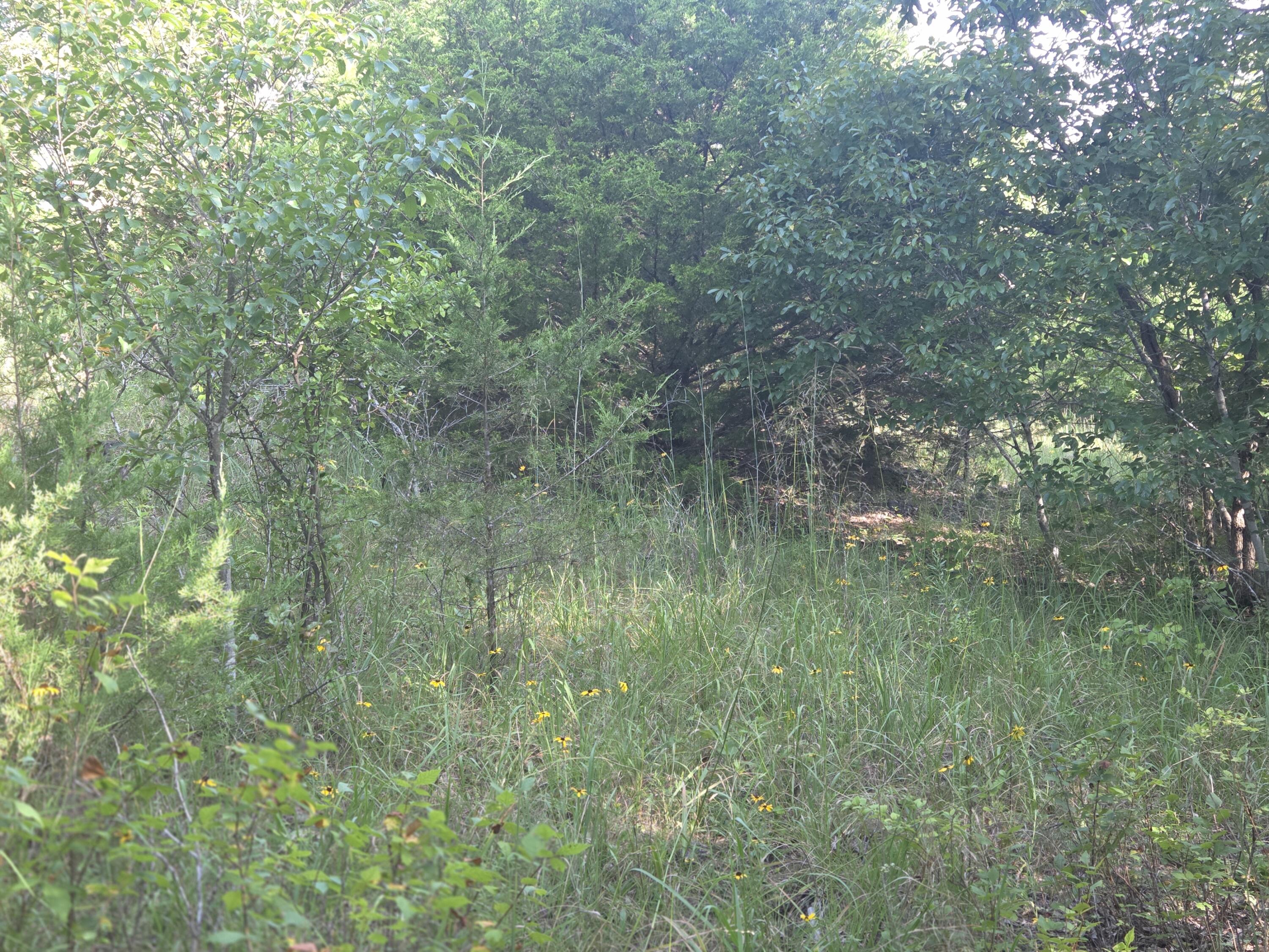 000 Sandy Road Property Photo 7