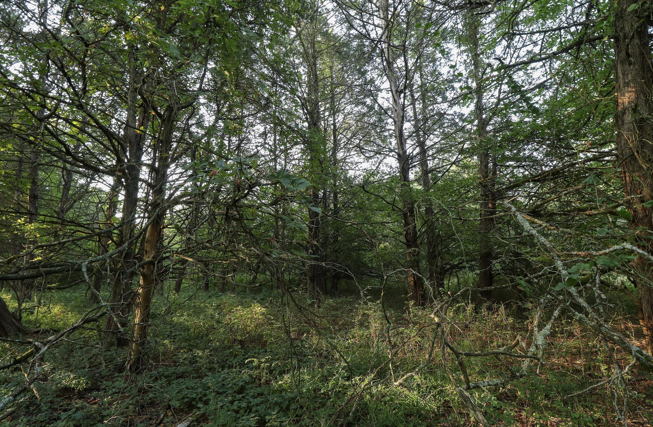 000 Quiet Acres Road Property Photo 33