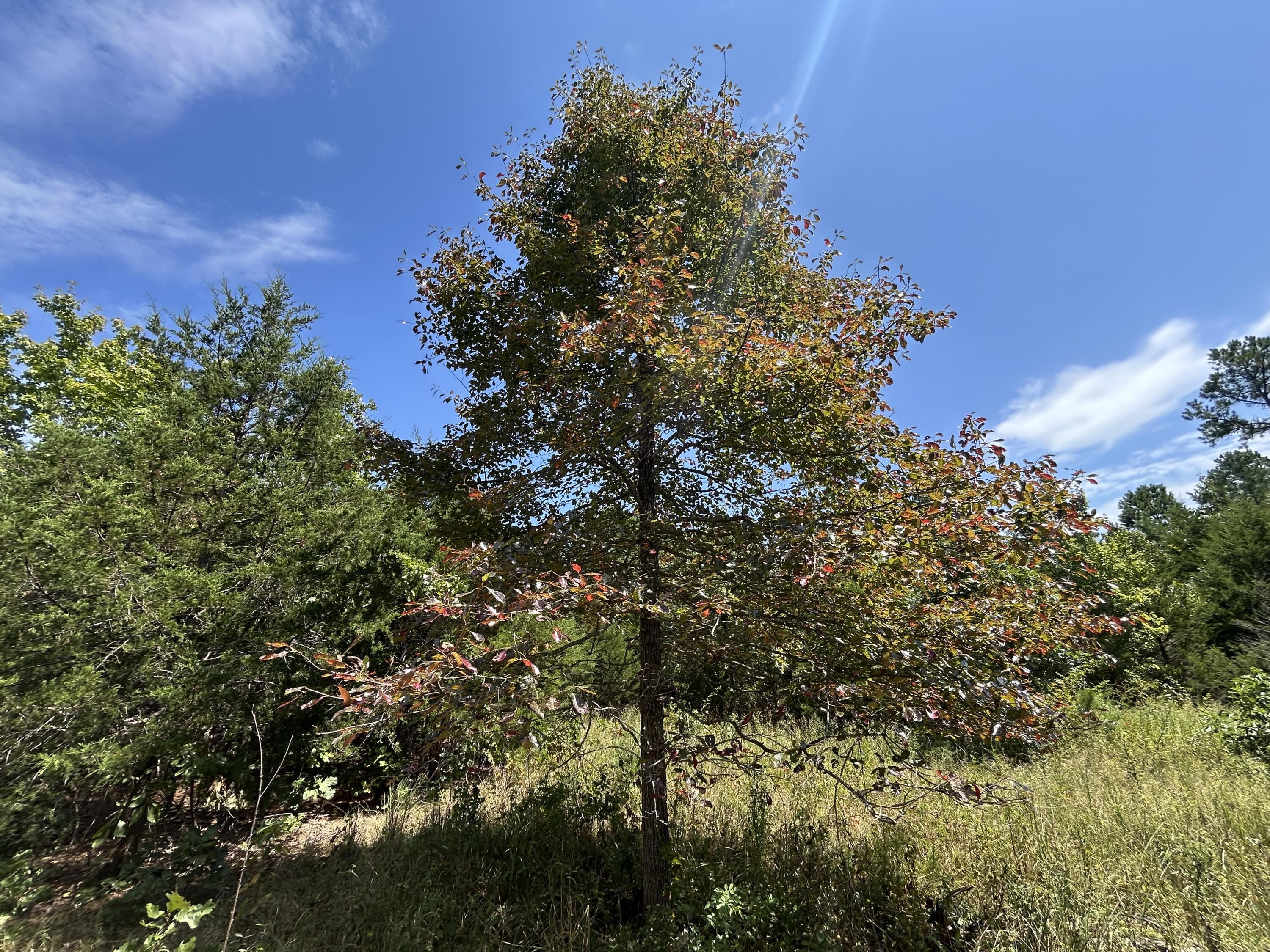 10720 Sackett Road Property Photo 9