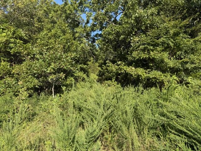 Tbd County Road 9068 Property Photo 6