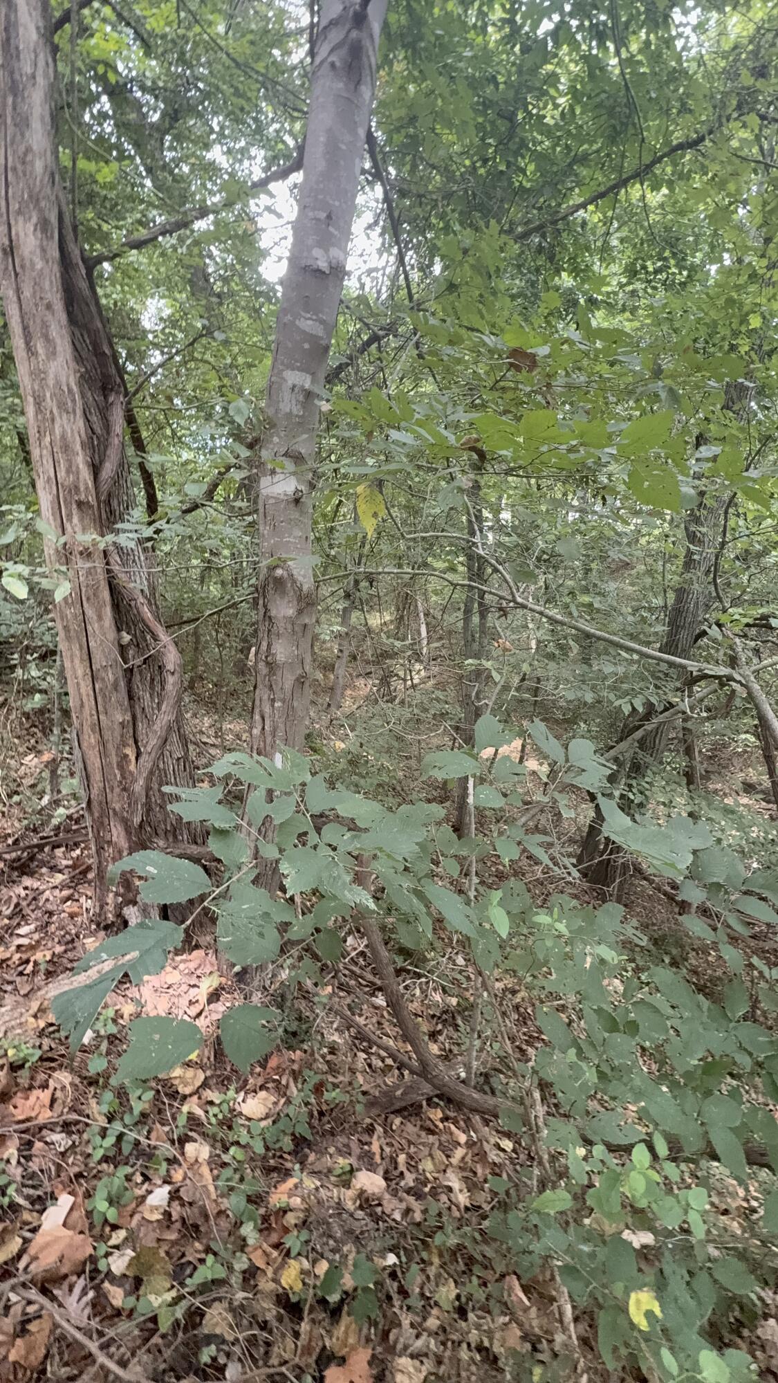 1435 Route Nn Property Photo 15