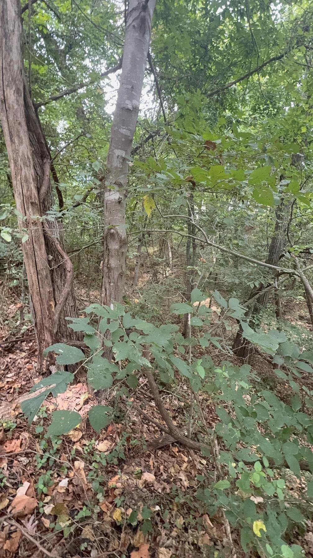 1435 Route Nn Property Photo 17