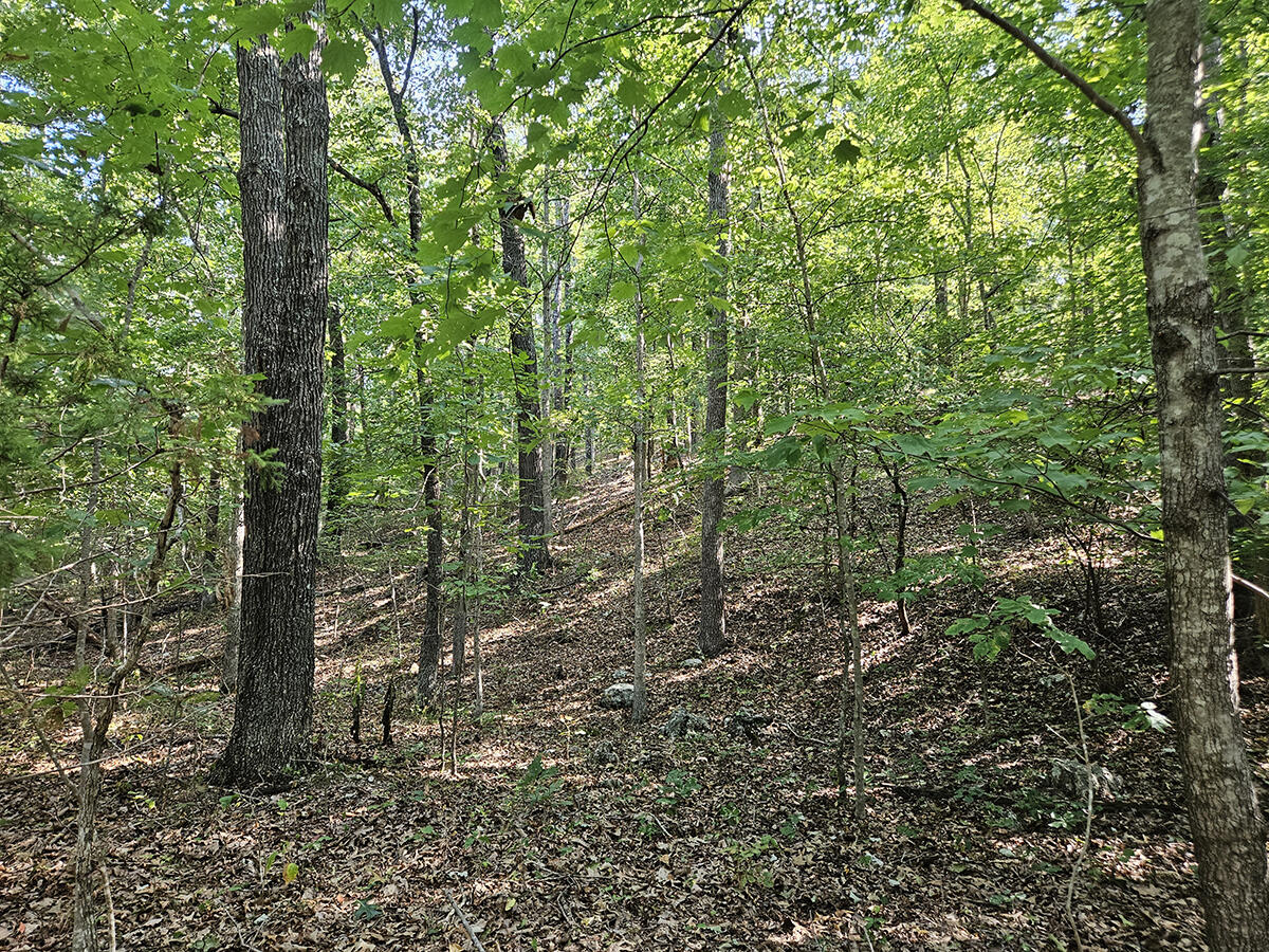 3699 Highway M Property Photo 37