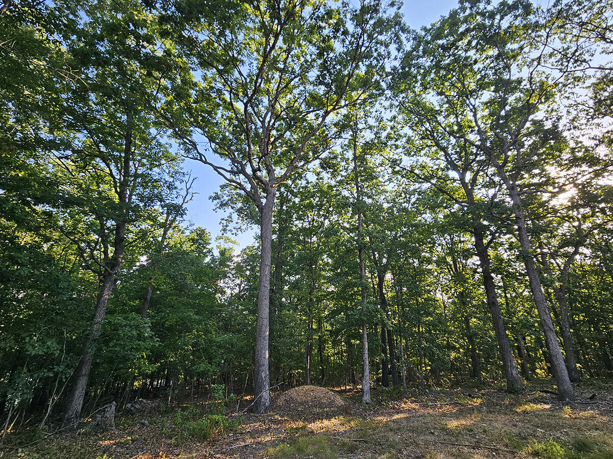 3699 Highway M Property Photo 45