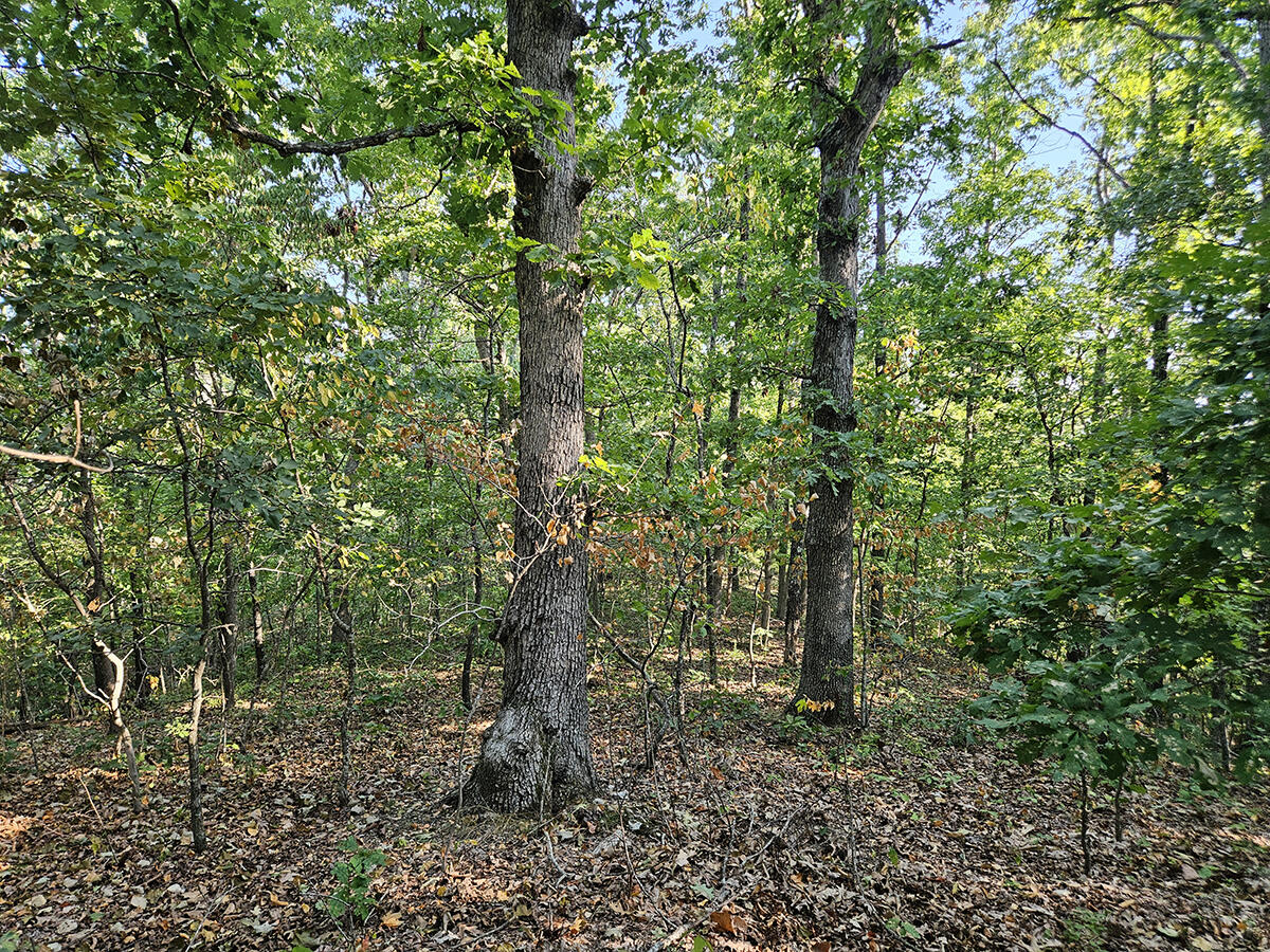 3699 Highway M Property Photo 47