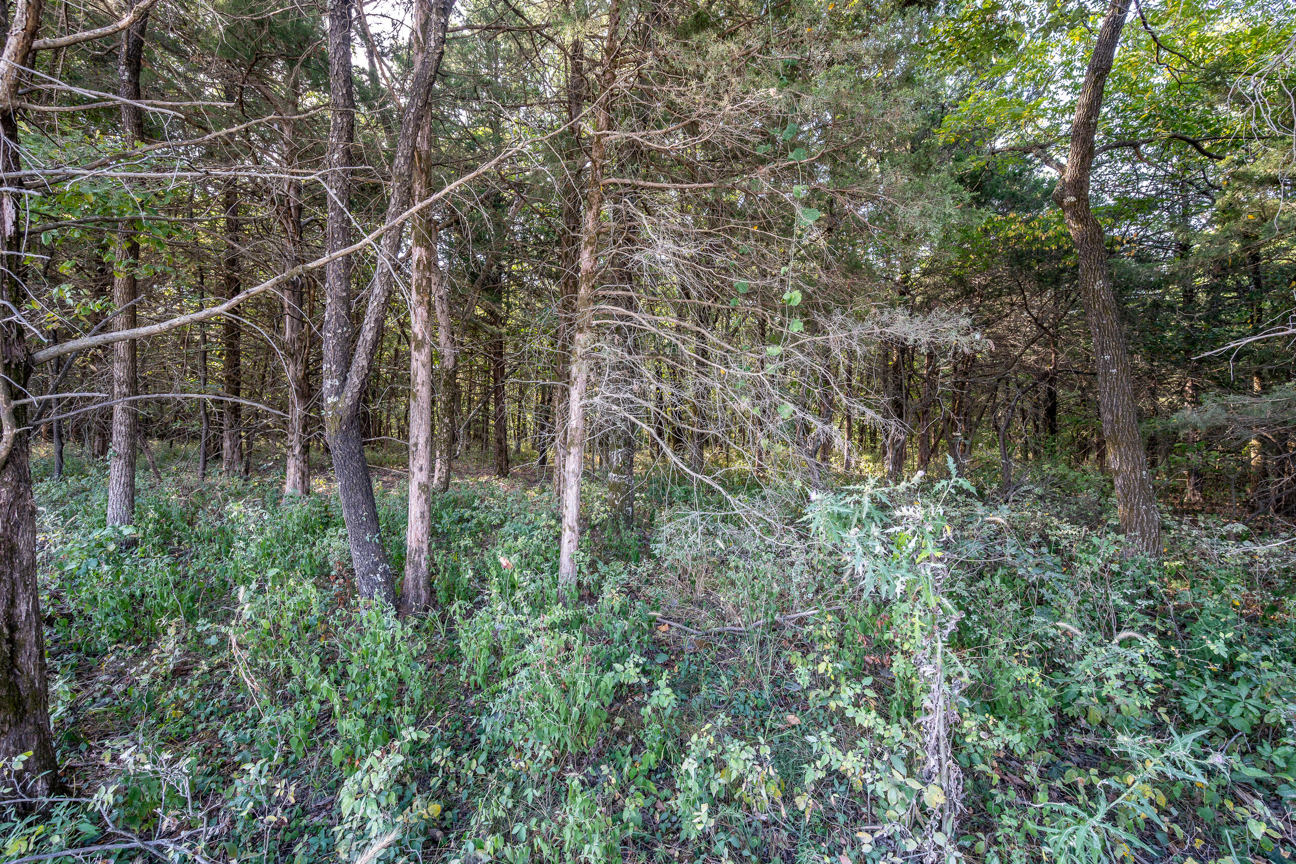 000 County Line Rd Property Photo 25