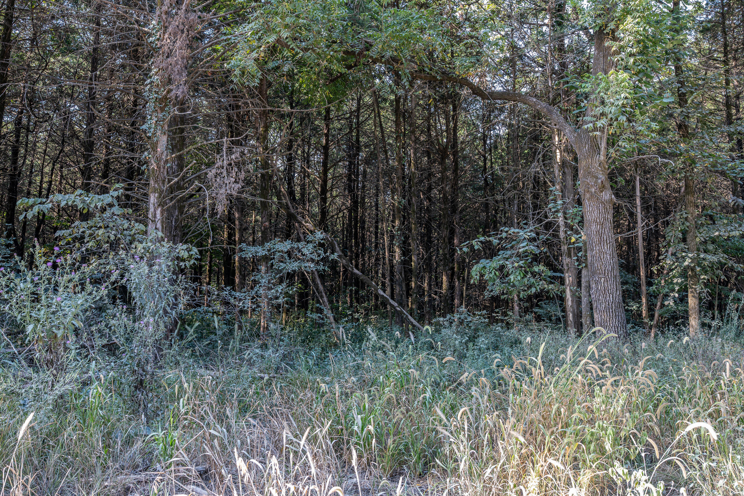000 County Line Rd Property Photo 29