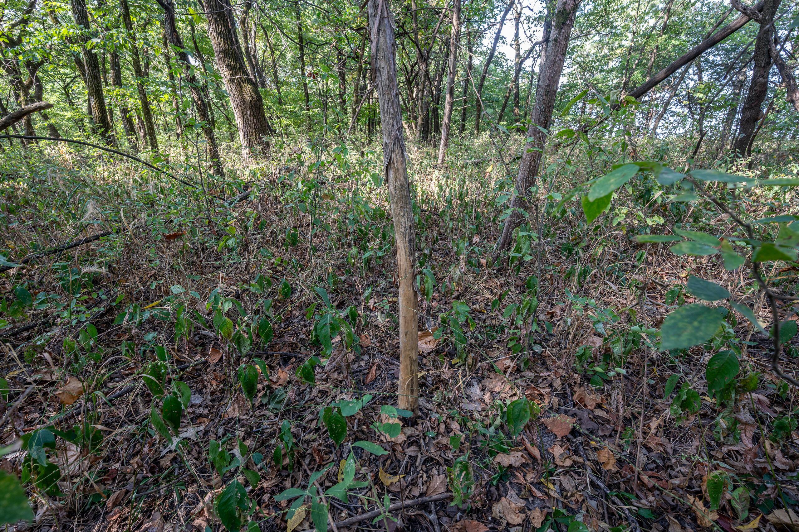 000 County Line Rd Property Photo 30