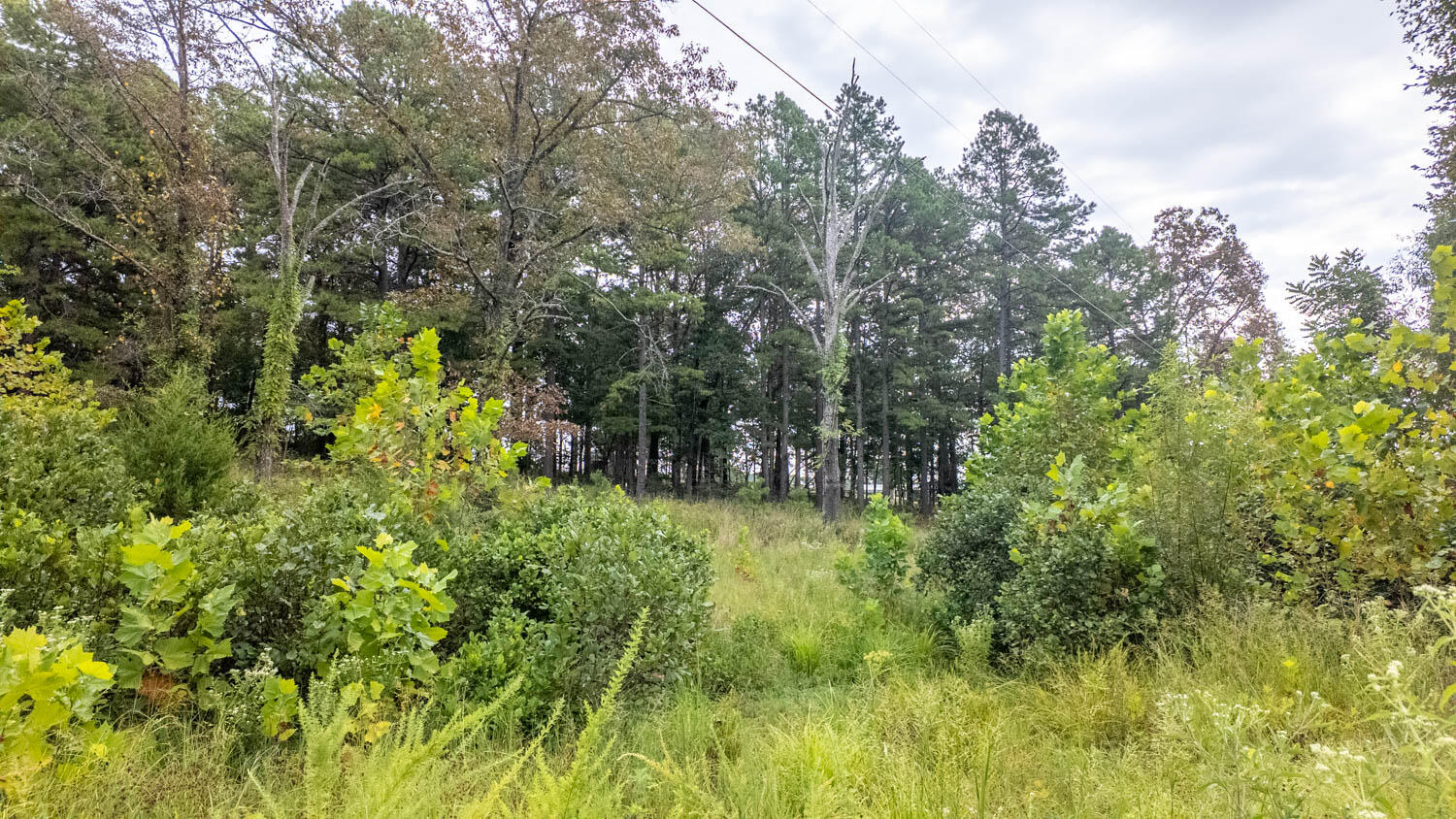 517 Sawmill Road Property Photo 5