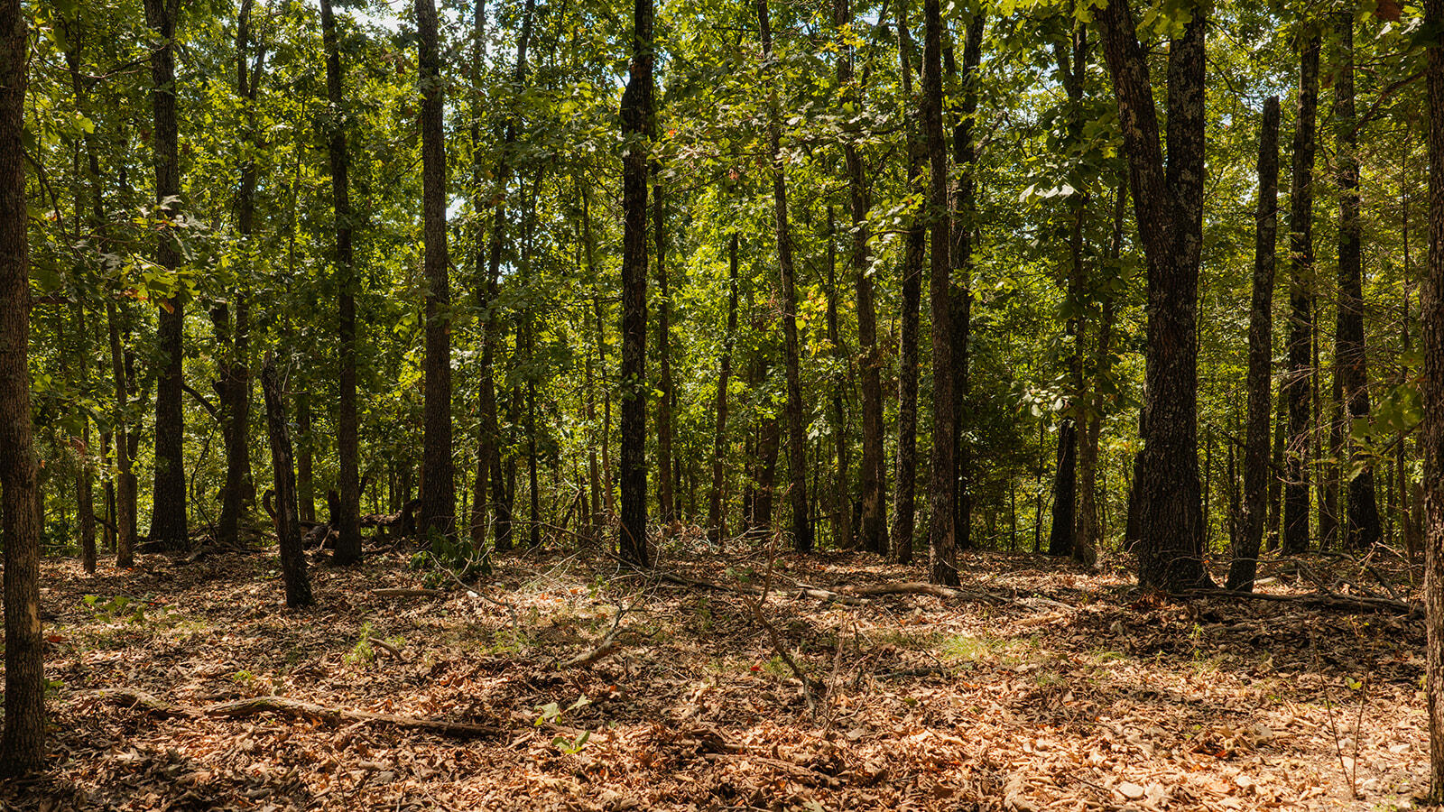 Tract Z&t Red Rock Road Property Photo 11