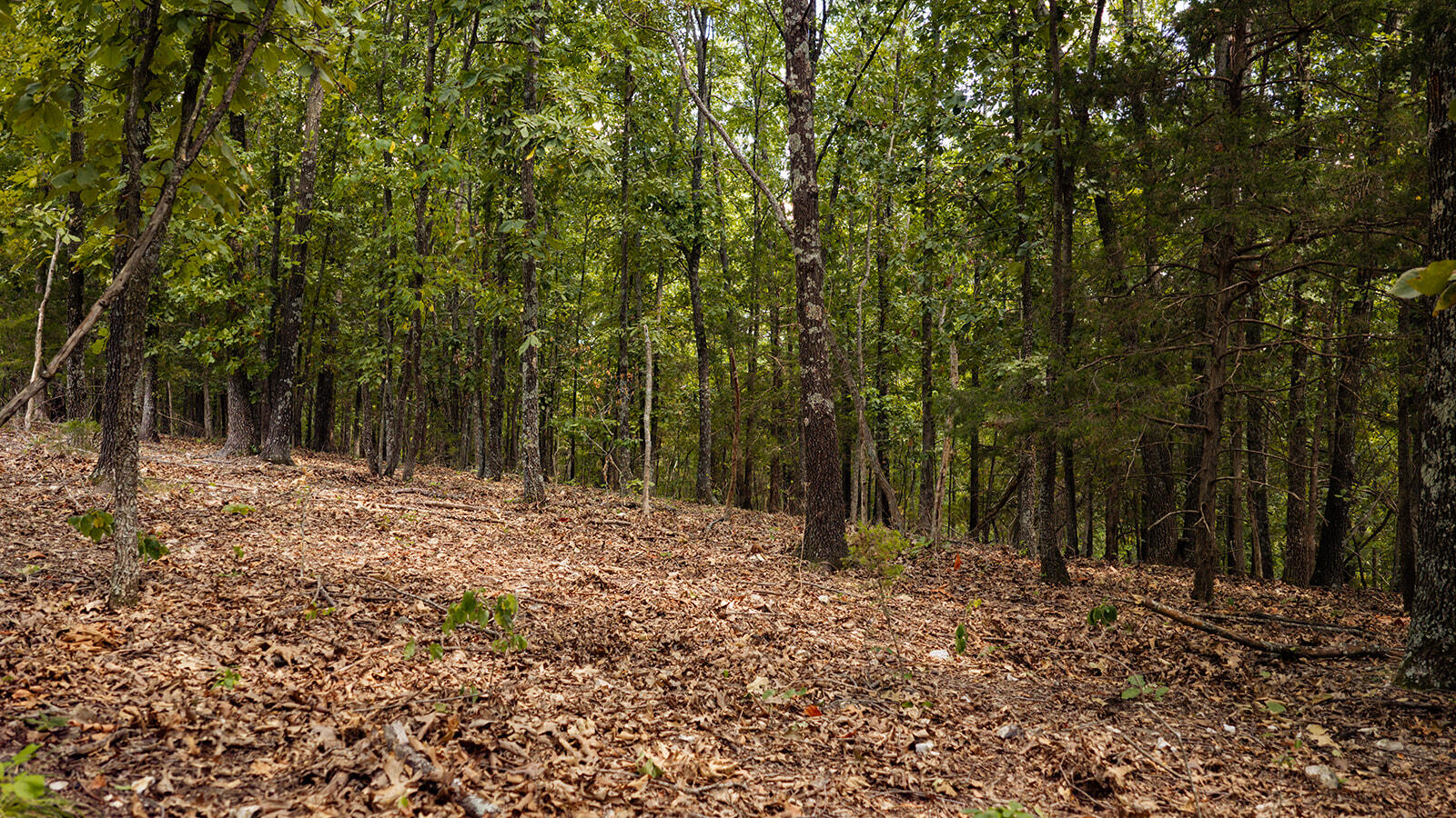 Tract Z Red Rock Road Property Photo 9
