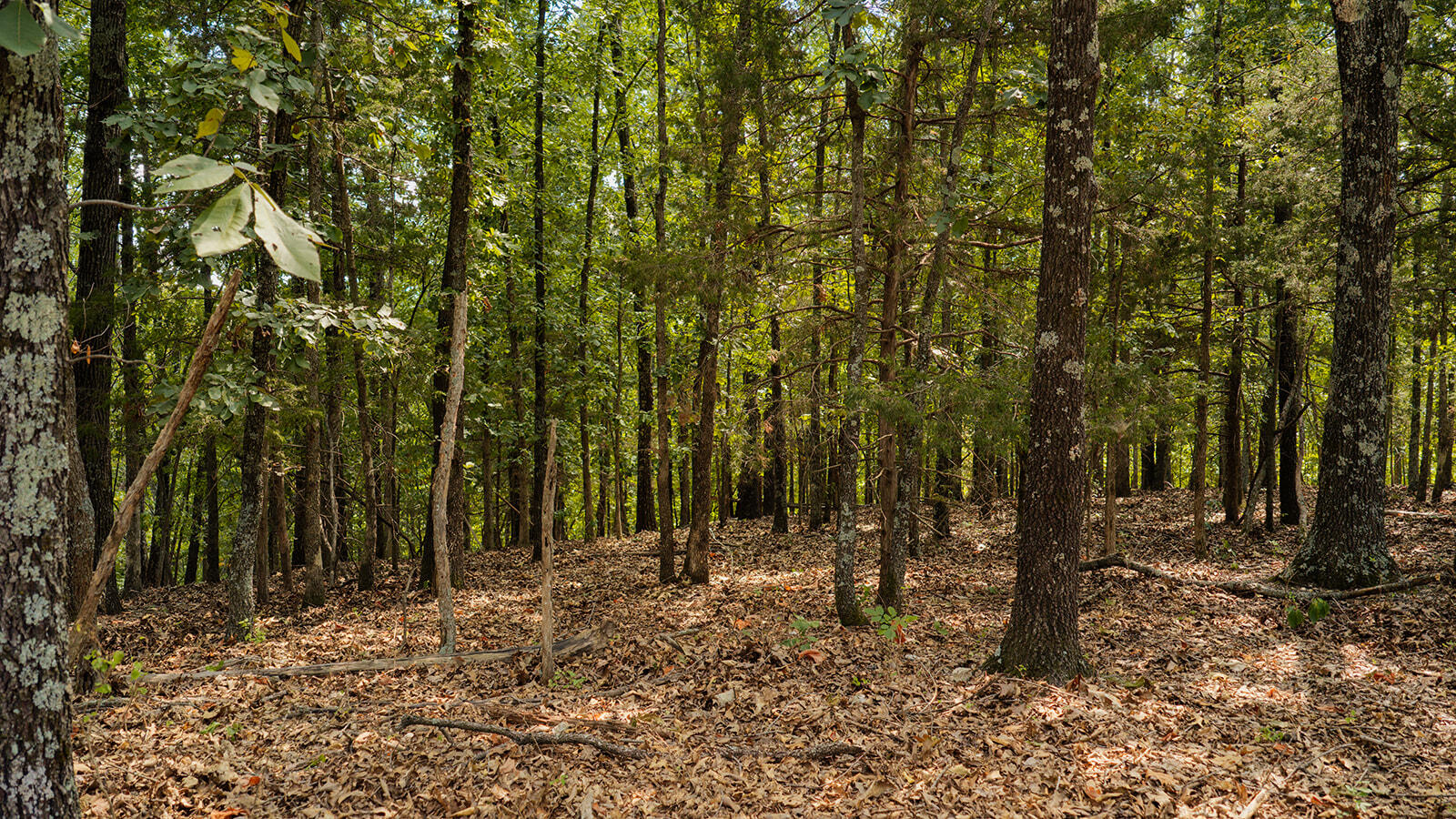 Tract T Ozark Road Property Photo 9