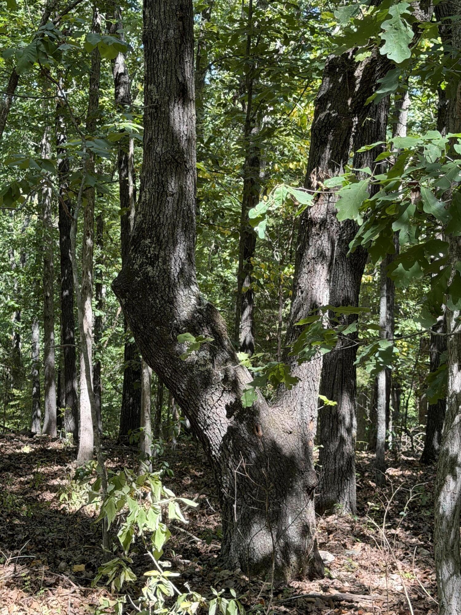 Tract T Ozark Road Property Photo 12