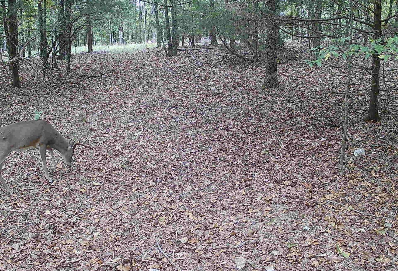 Tract T Ozark Road Property Photo 19