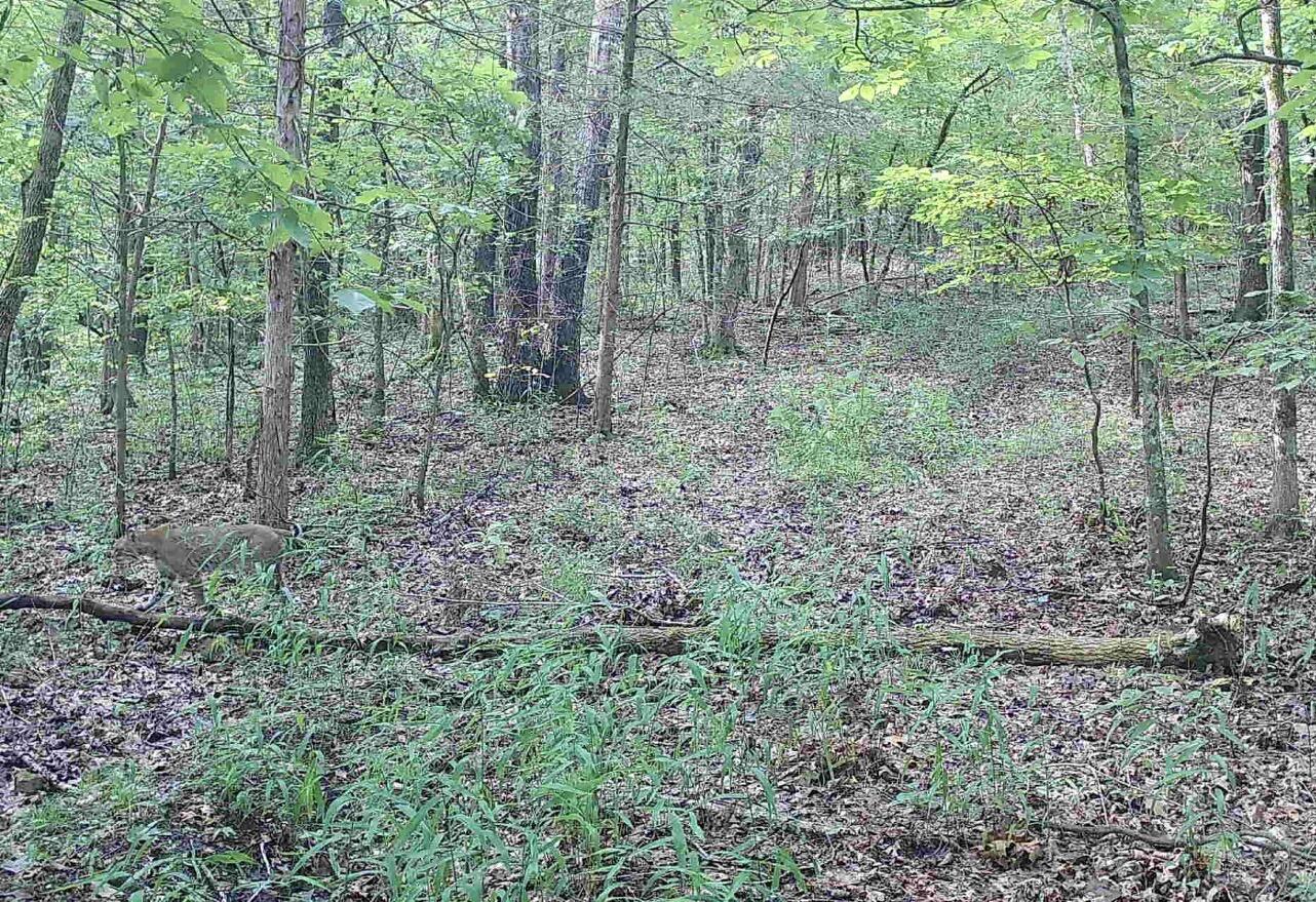 Tract T Ozark Road Property Photo 23