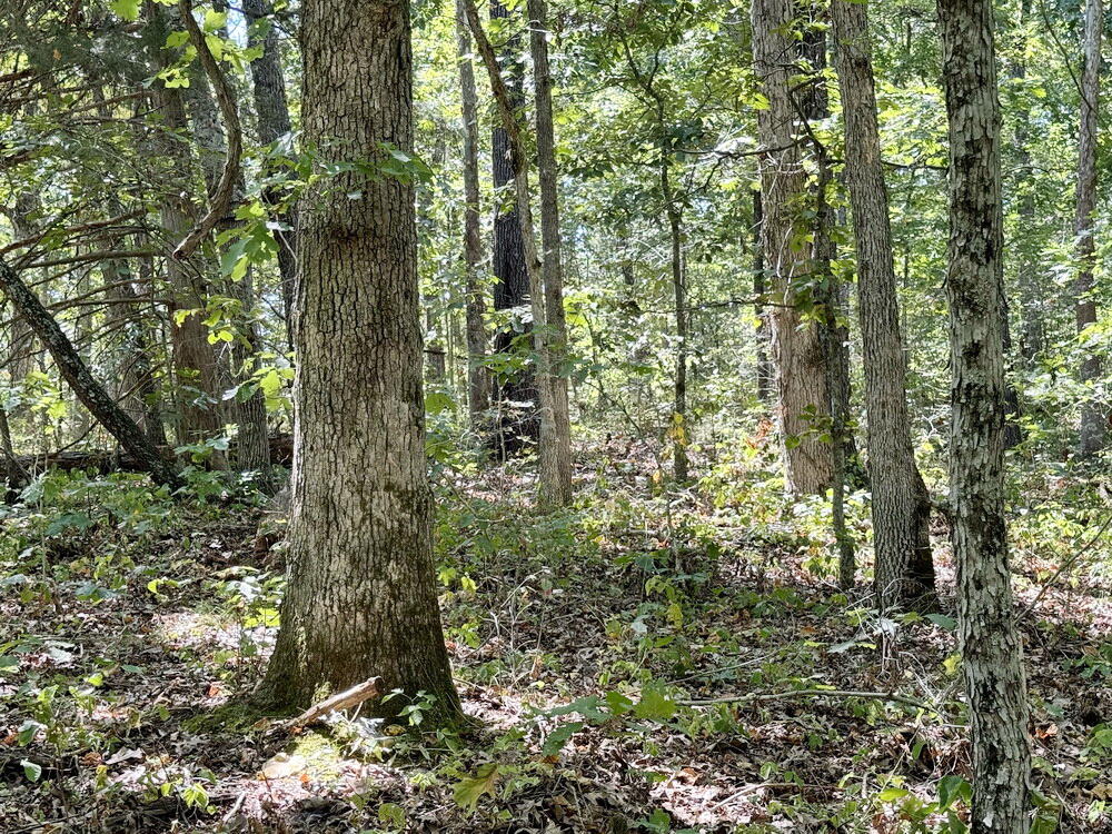 000 Southeast 500 Road Property Photo 12